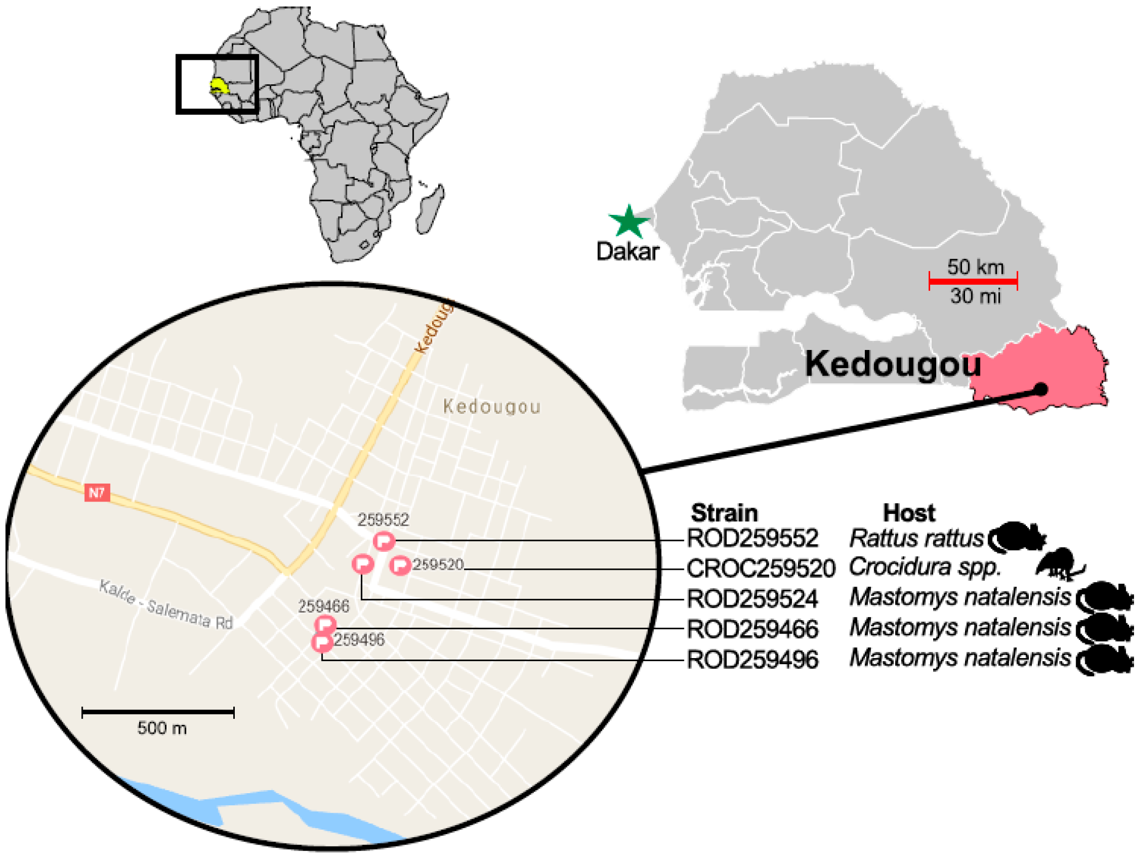 Viruses 11 00181 g001