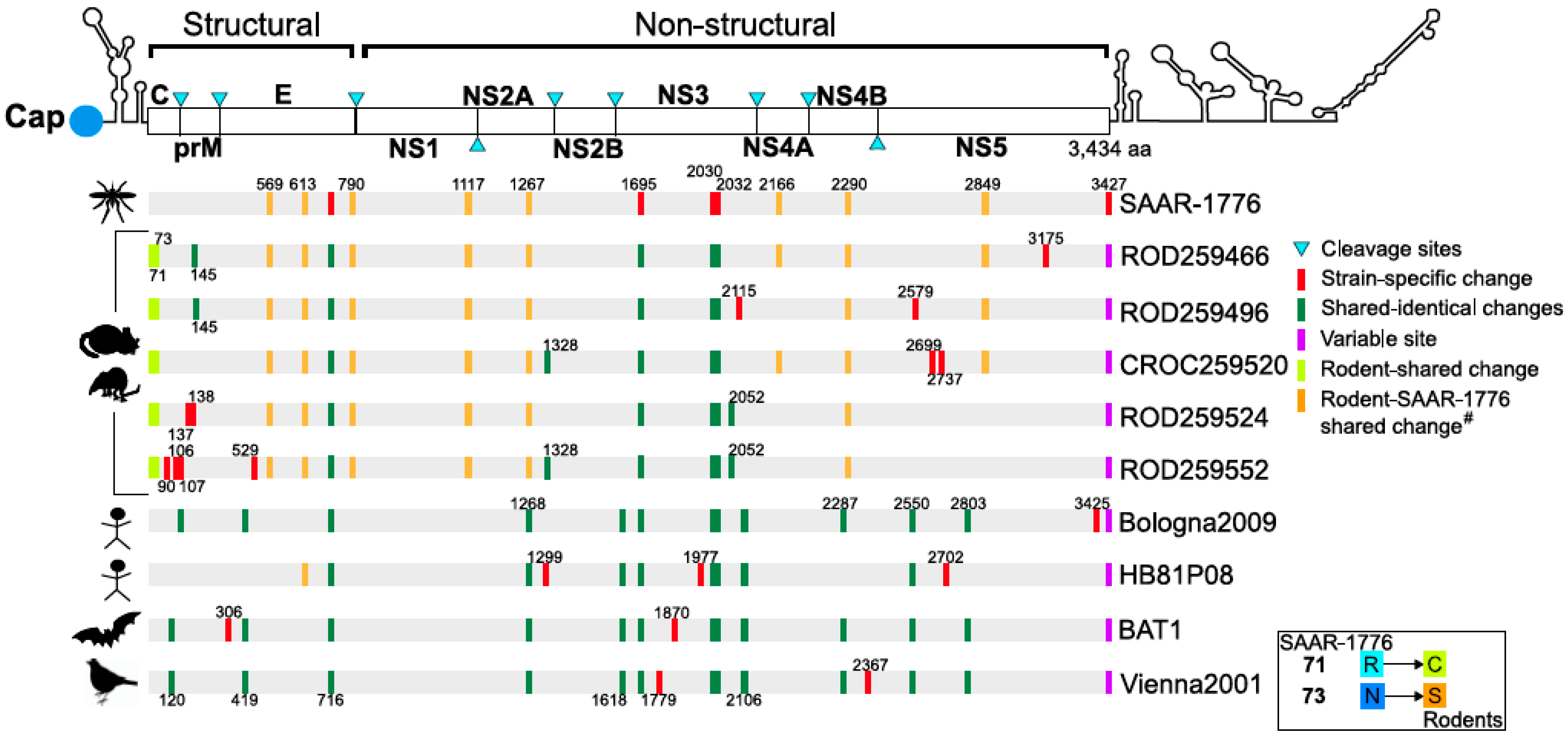 Viruses 11 00181 g002