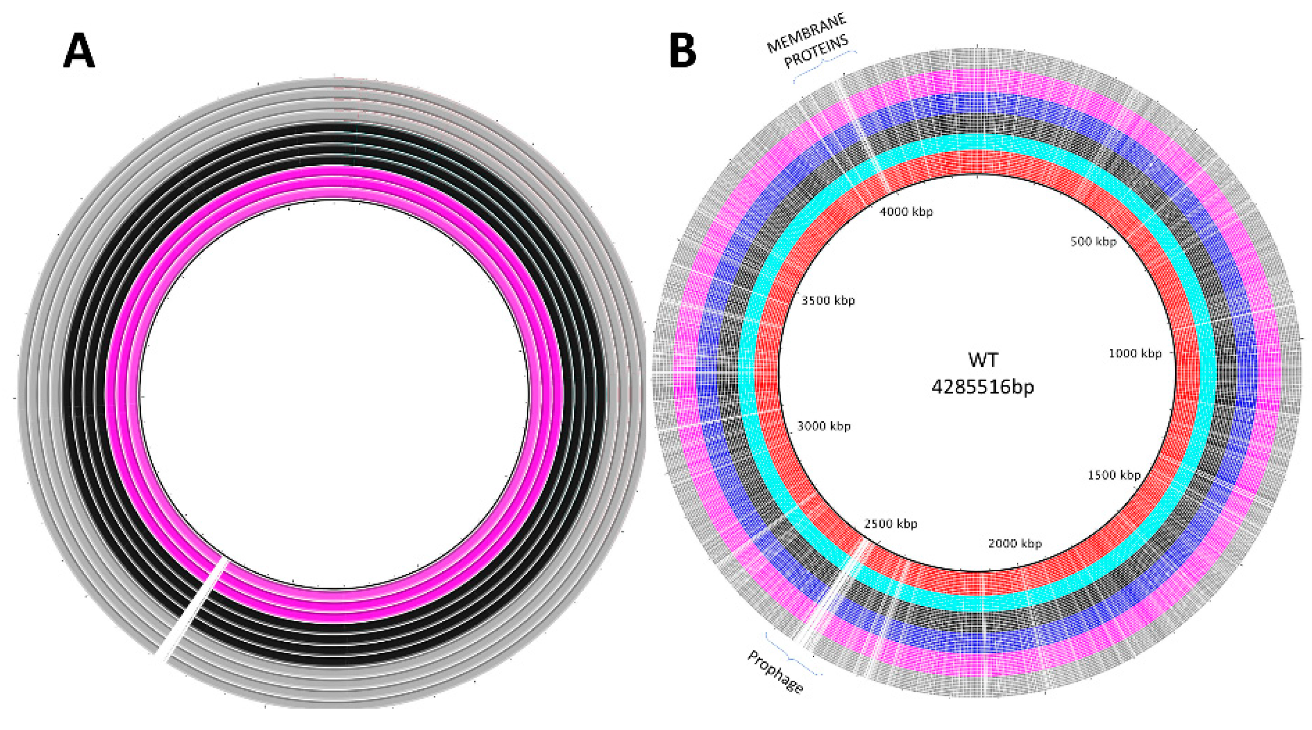 Viruses 11 00188 g004