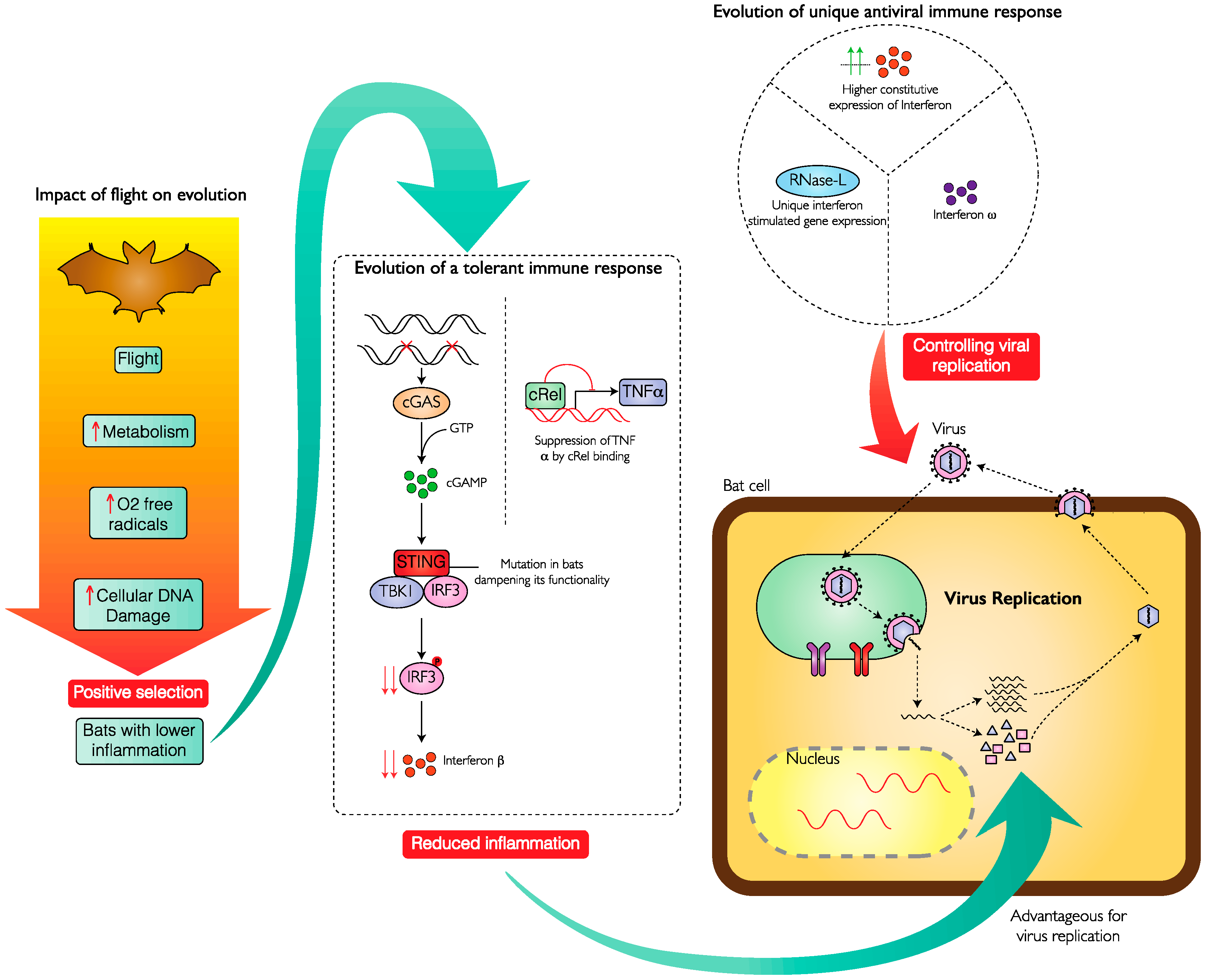 Viruses 11 00192 g001