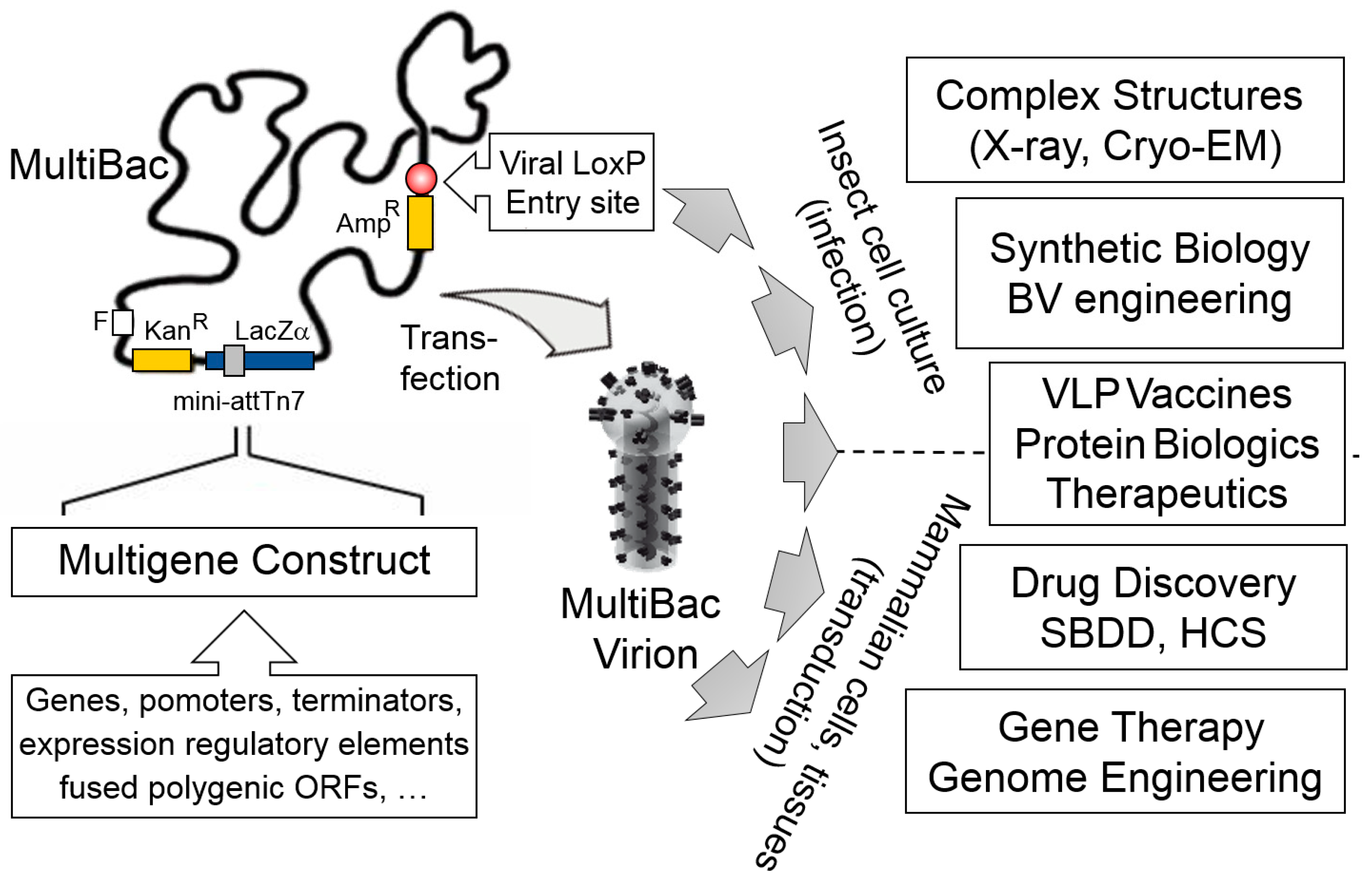 Viruses 11 00198 g001