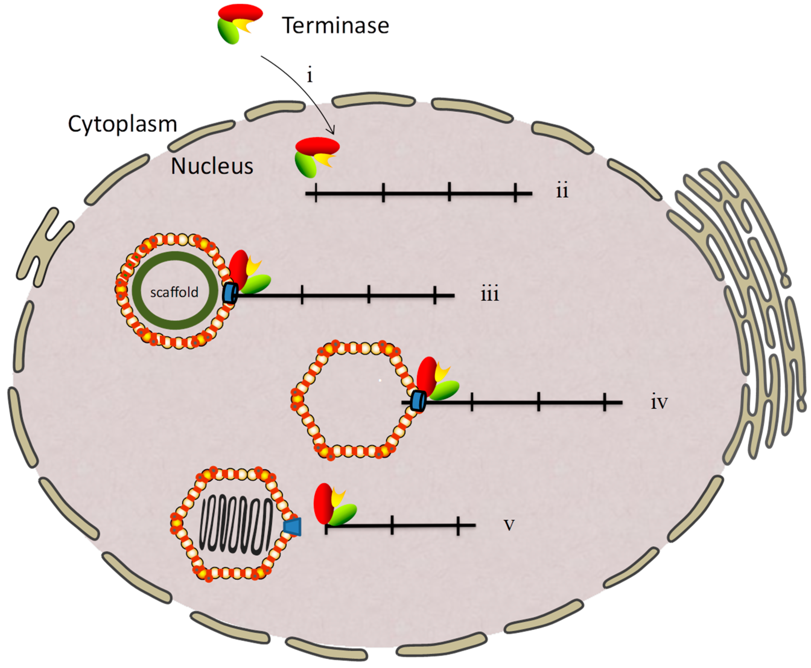 Viruses 11 00219 g001