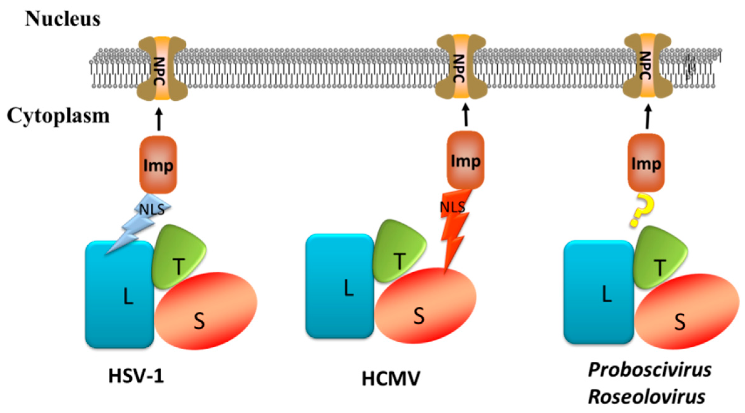 Viruses 11 00219 g006