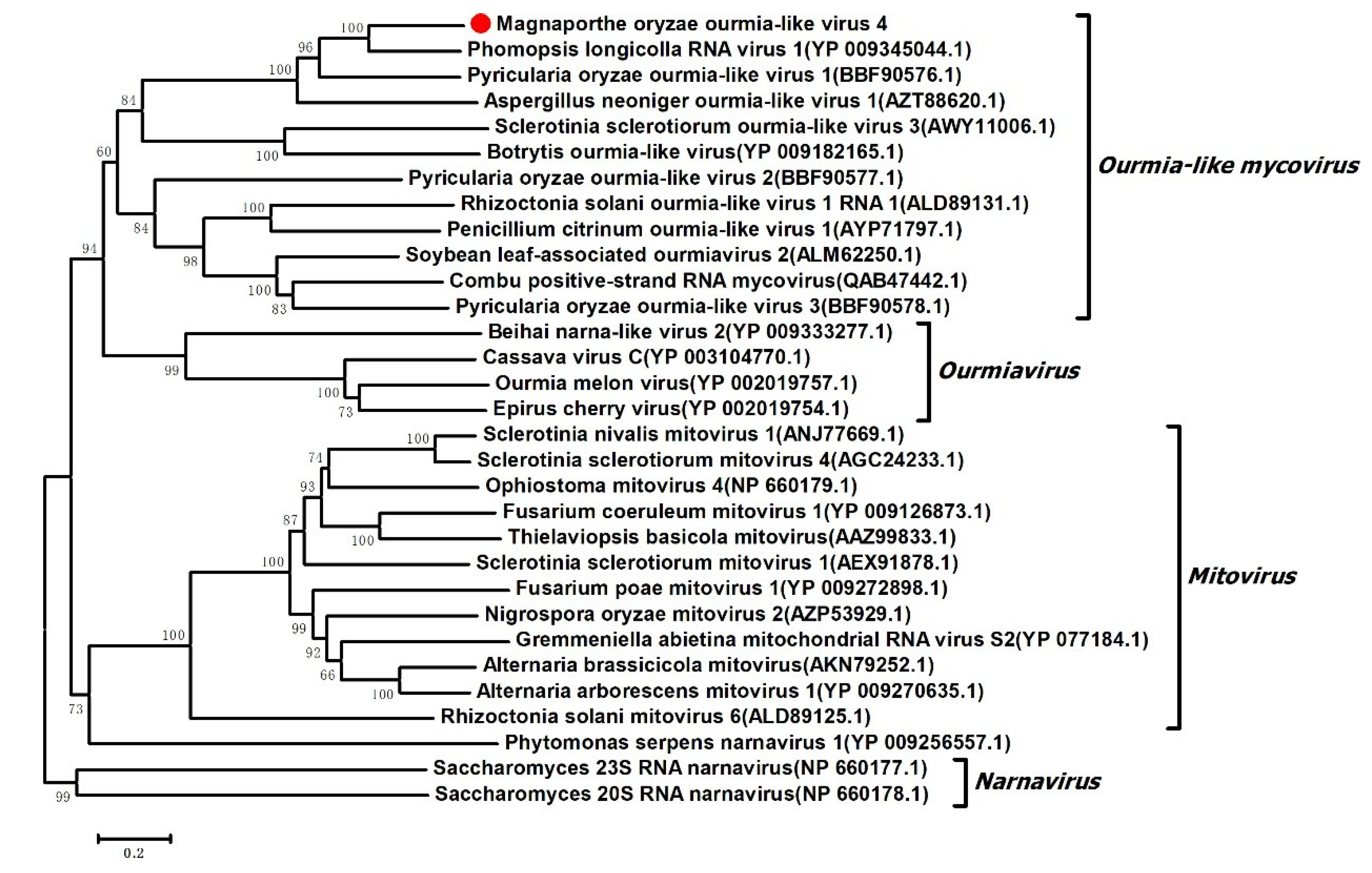 Viruses 11 00223 g004