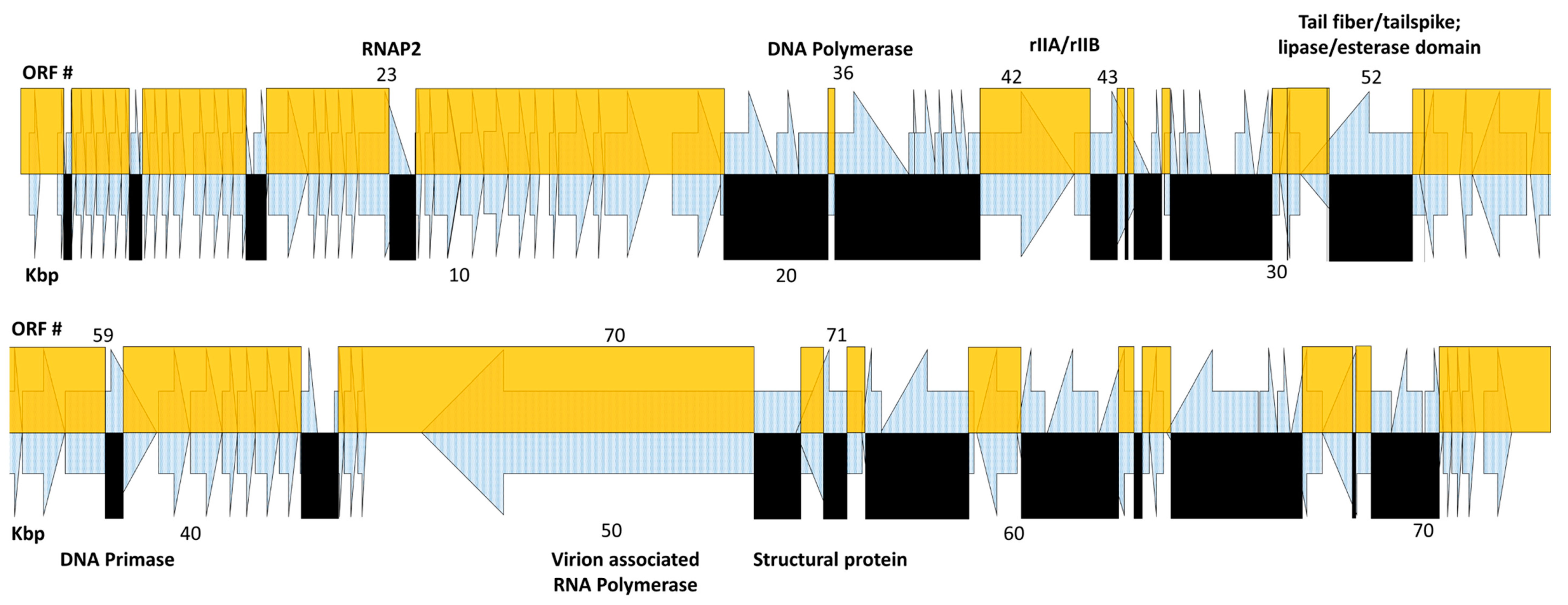 Viruses 11 00241 g002 Viruses 11 00241 g002