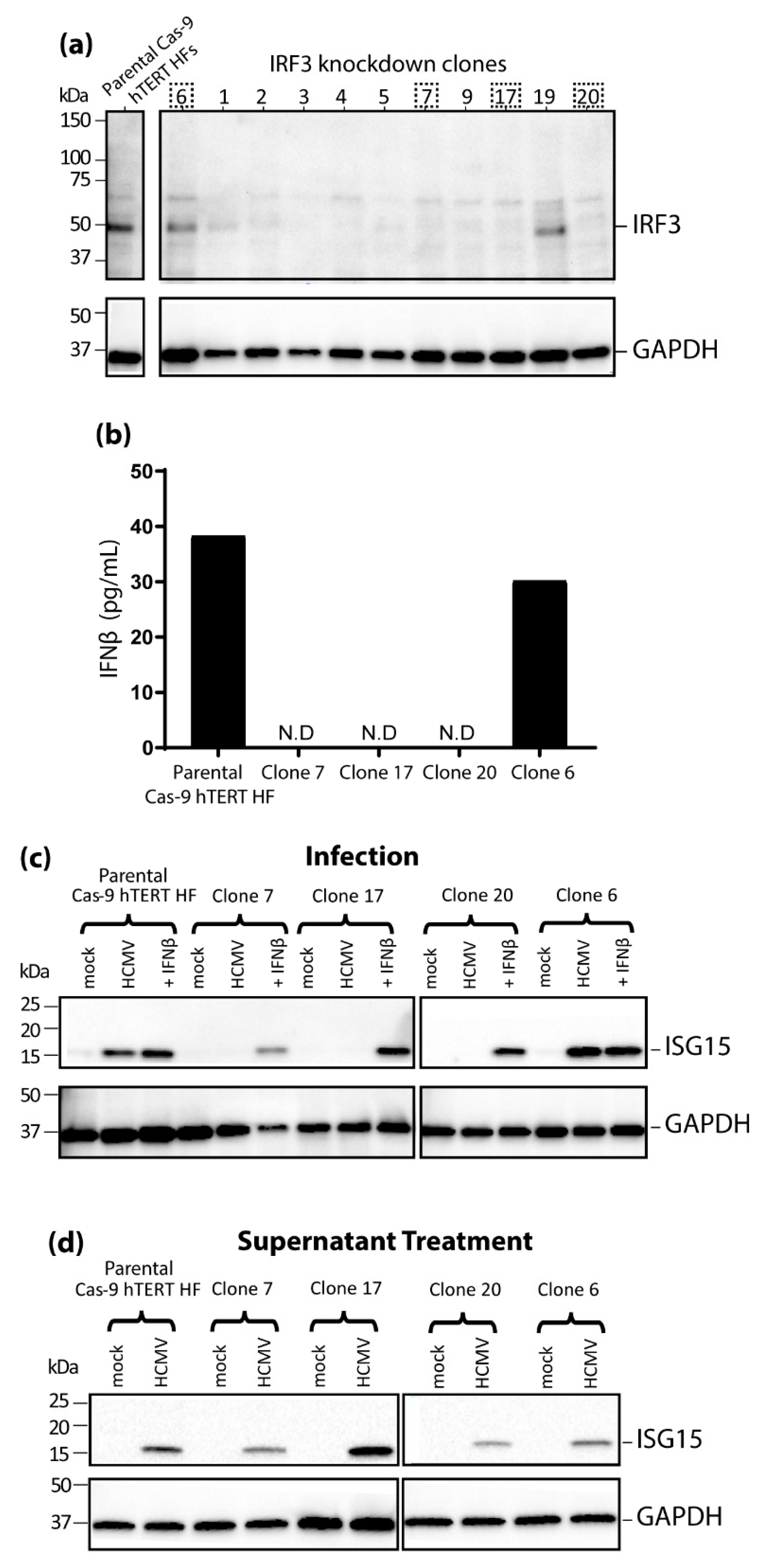 Viruses 11 00246 g003 Viruses 11 00246 g003
