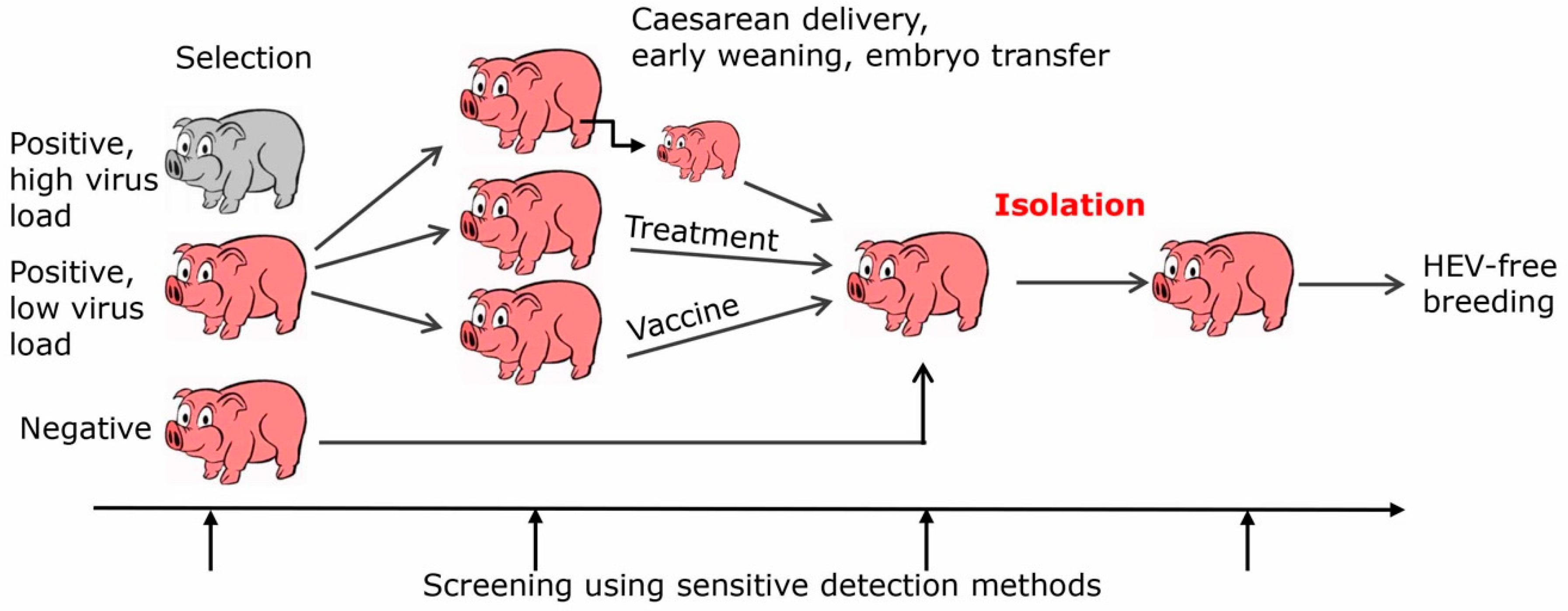 Viruses 11 00251 g001