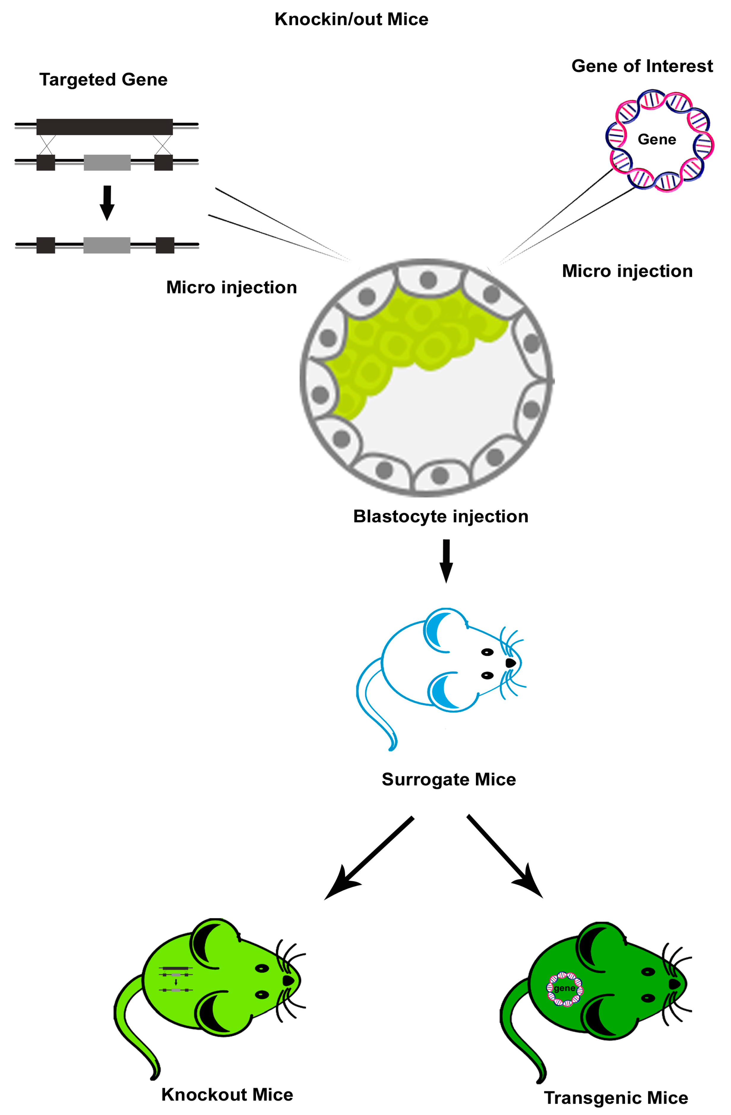 Viruses 11 00252 g002 Viruses 11 00252 g002