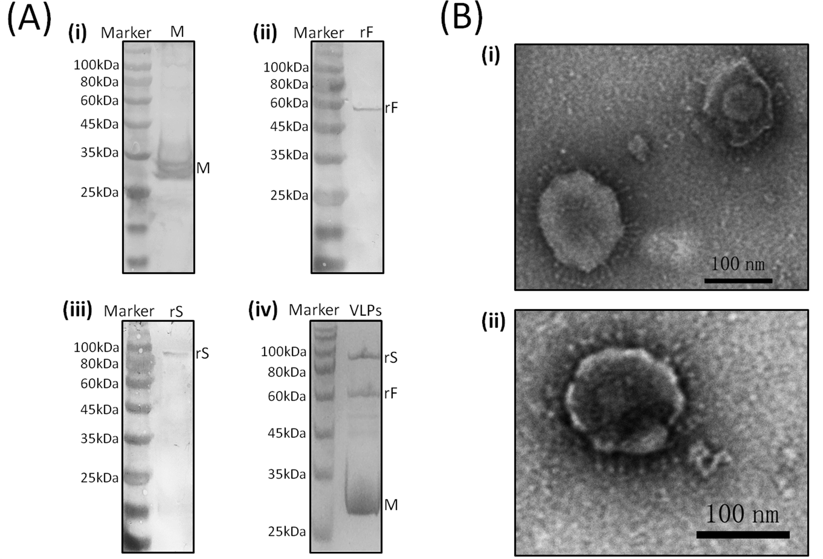 Viruses 11 00254 g002