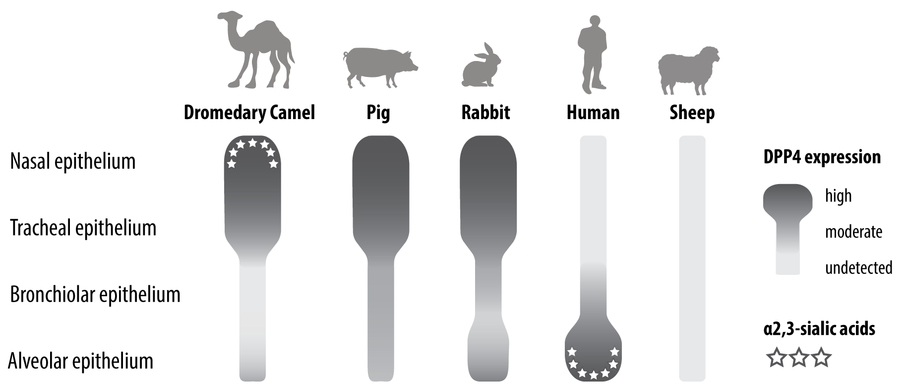 Viruses 11 00280 g003