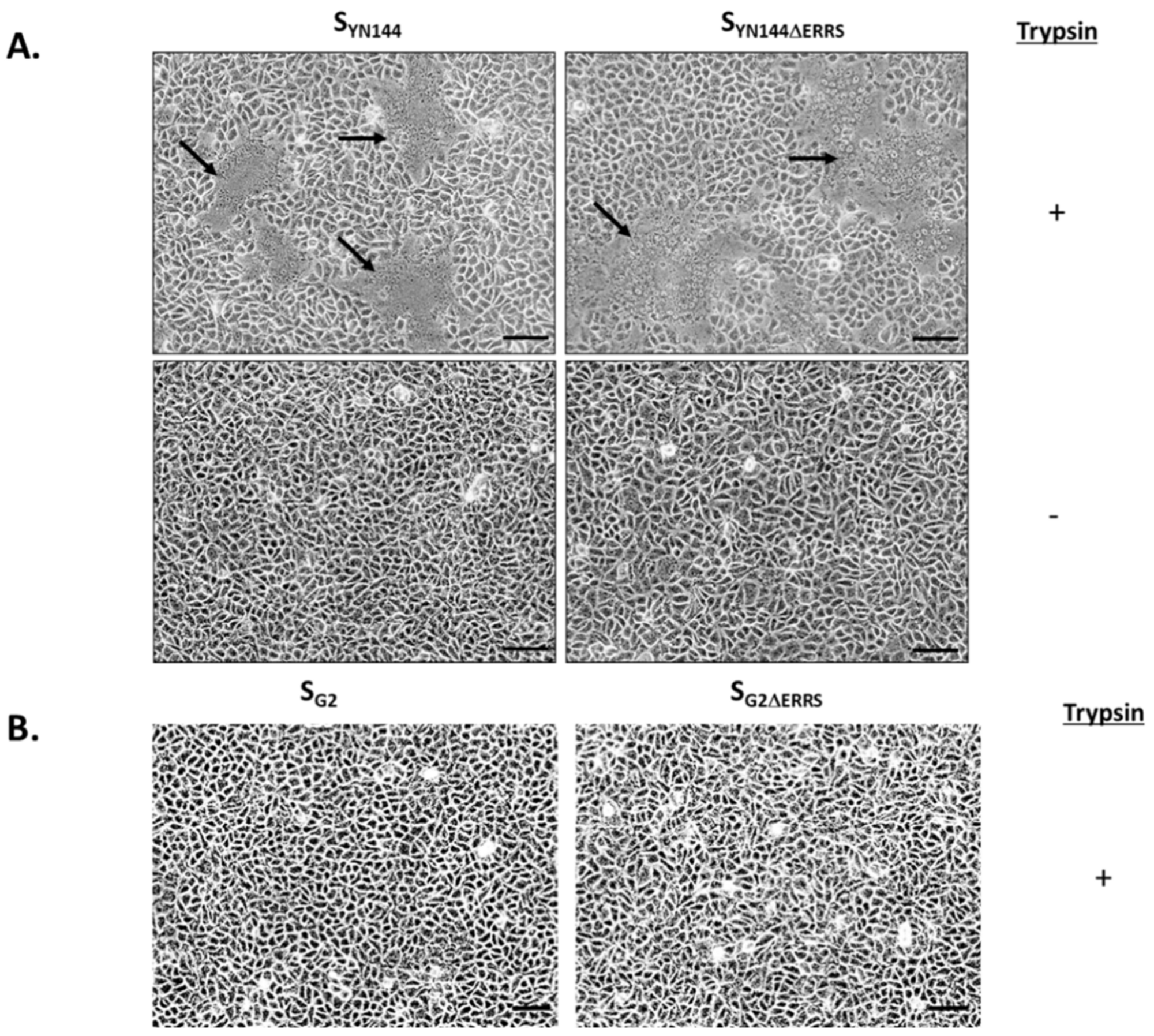 Viruses 11 00282 g001 Viruses 11 00282 g001