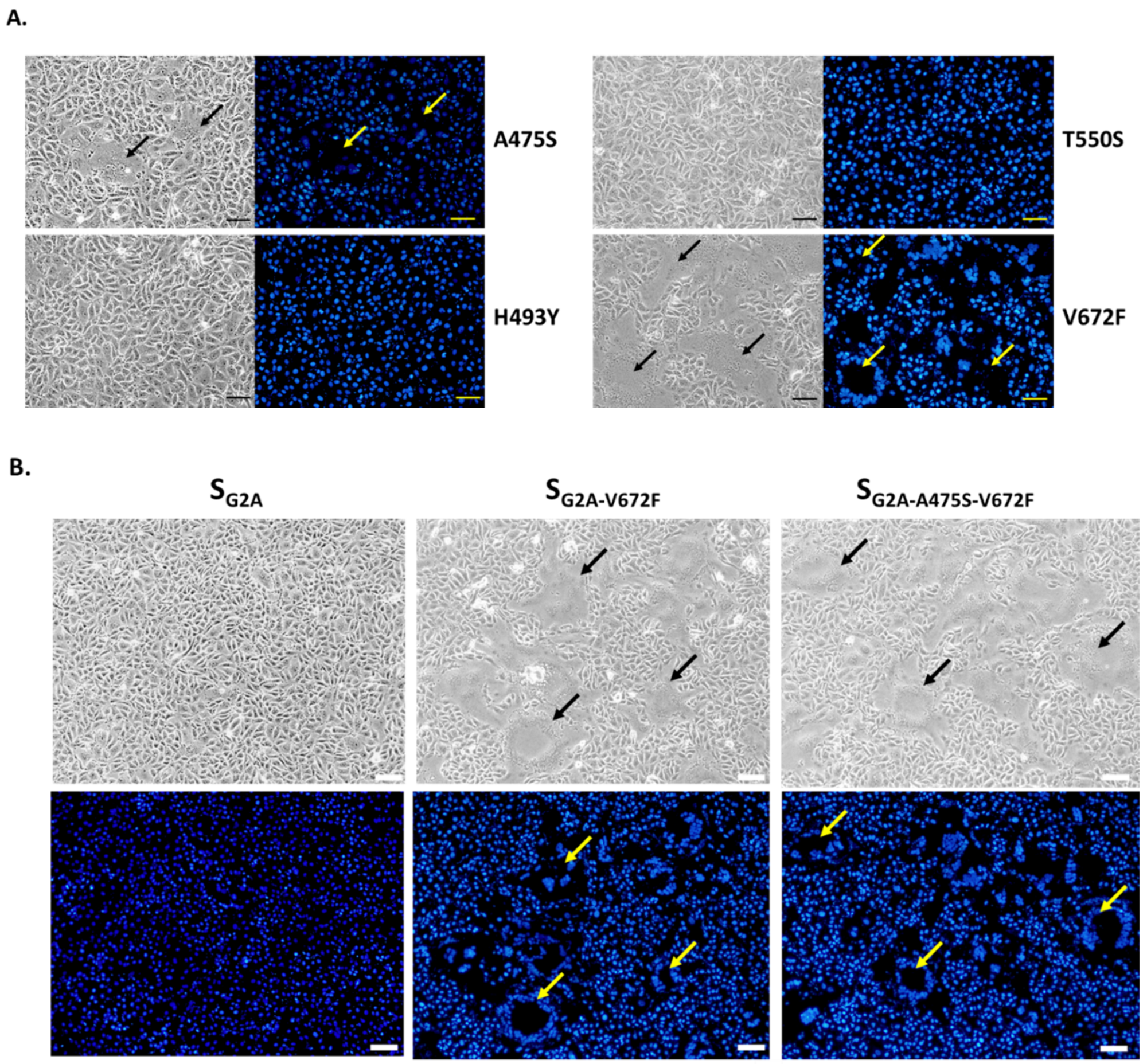 Viruses 11 00282 g005a Viruses 11 00282 g005a