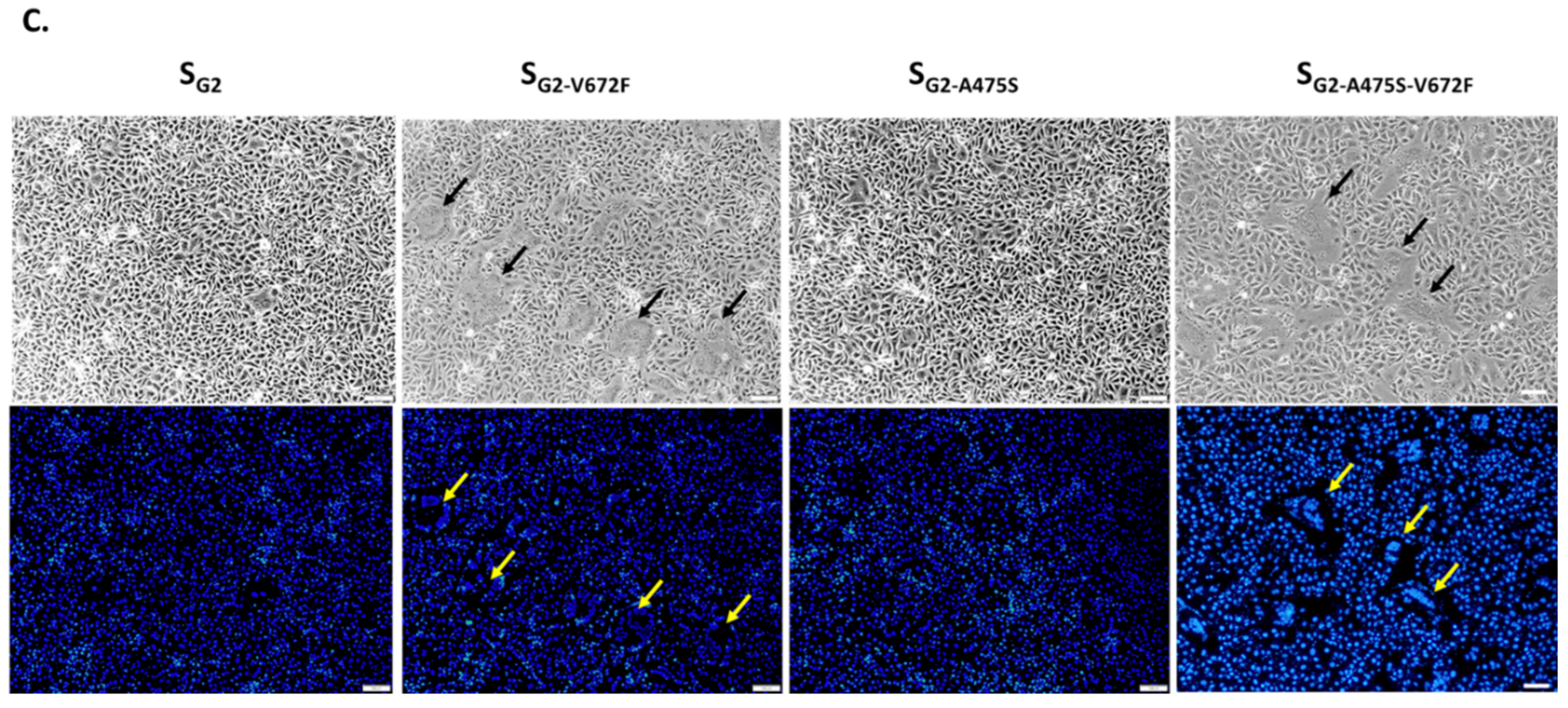 Viruses 11 00282 g005b Viruses 11 00282 g005b