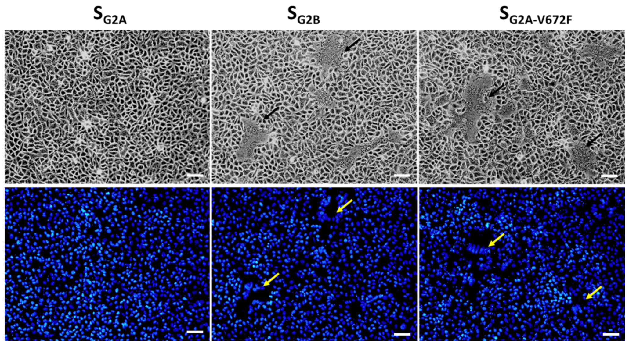 Viruses 11 00282 g006 Viruses 11 00282 g006