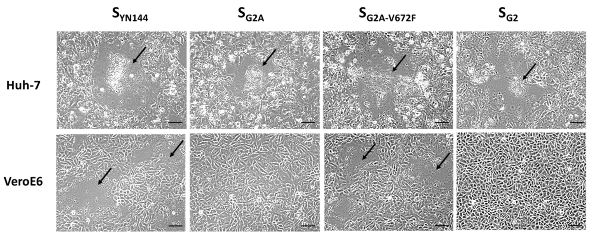 Viruses 11 00282 g007 Viruses 11 00282 g007