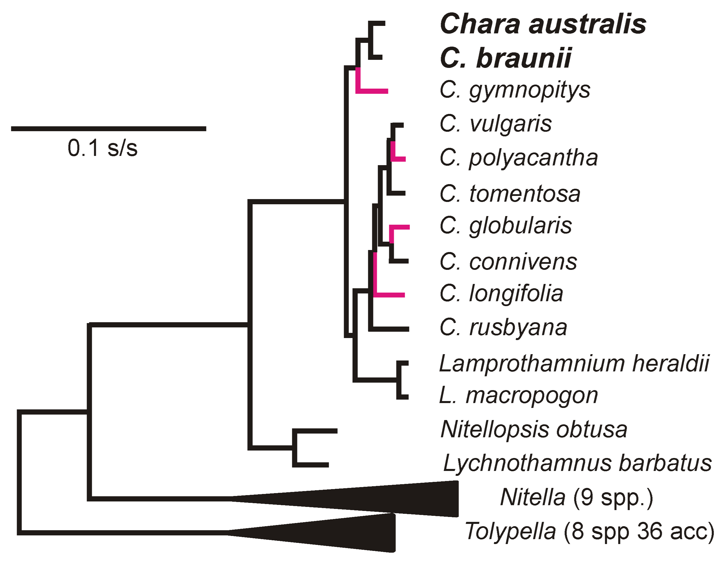 Viruses 11 00299 g005
