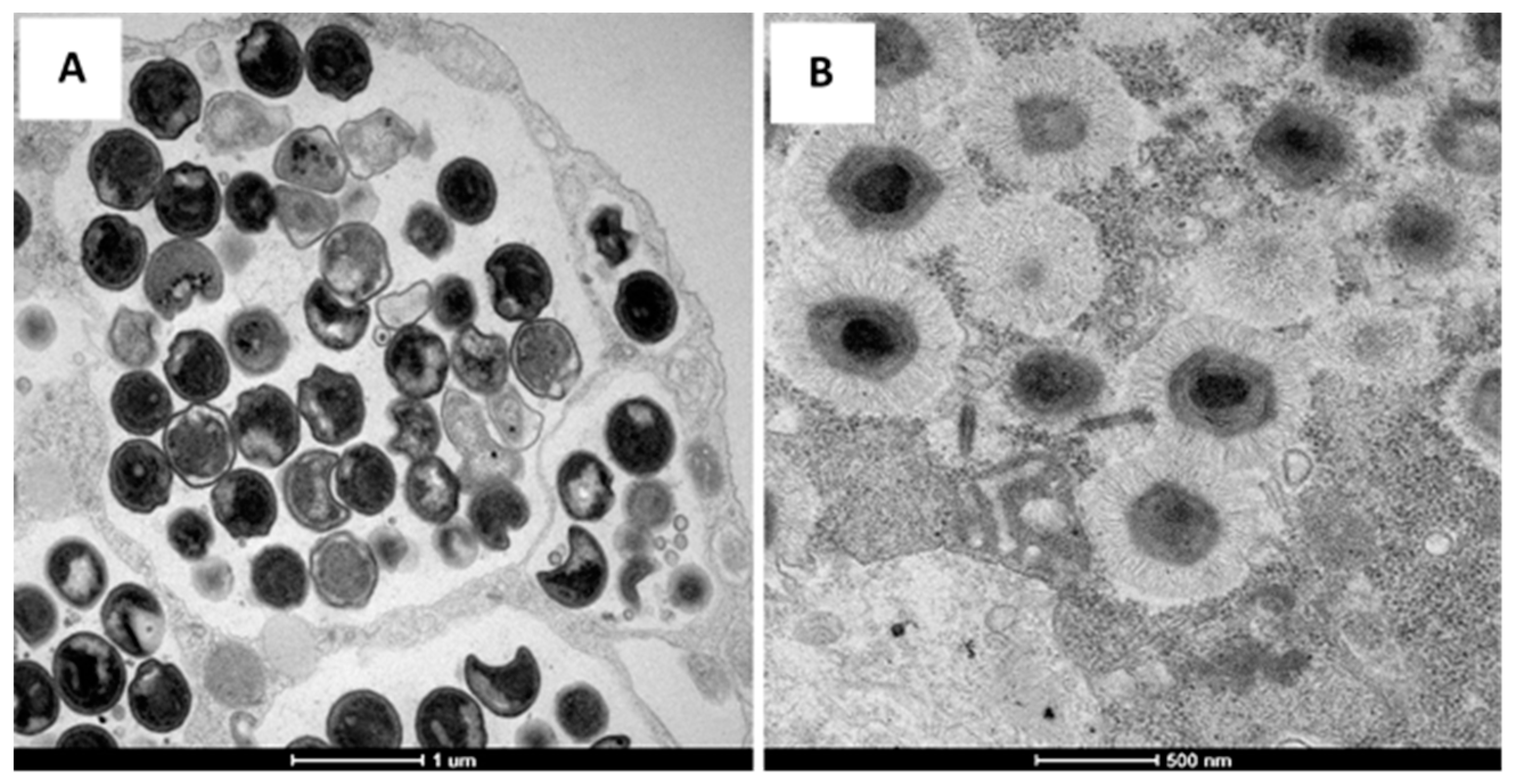 Viruses 11 00312 g001