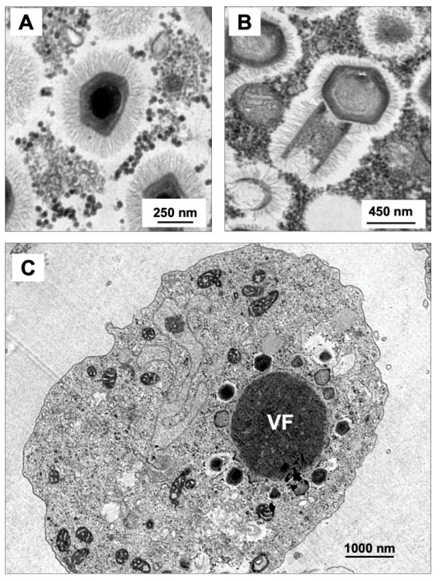 Viruses 11 00312 g003