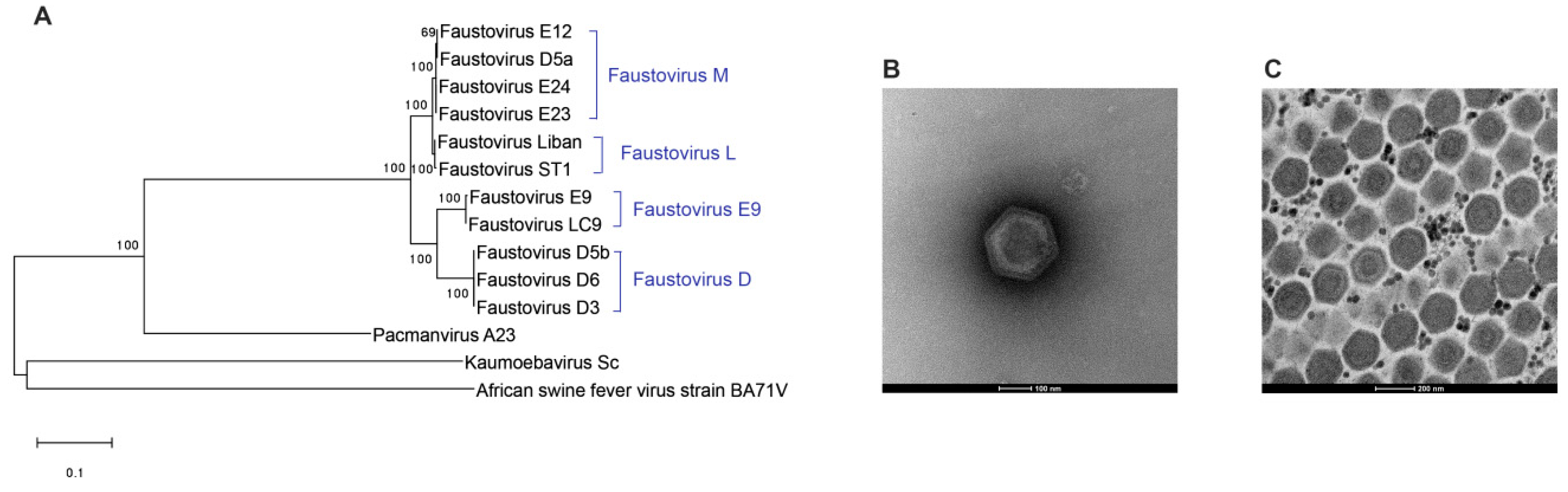 Viruses 11 00312 g004