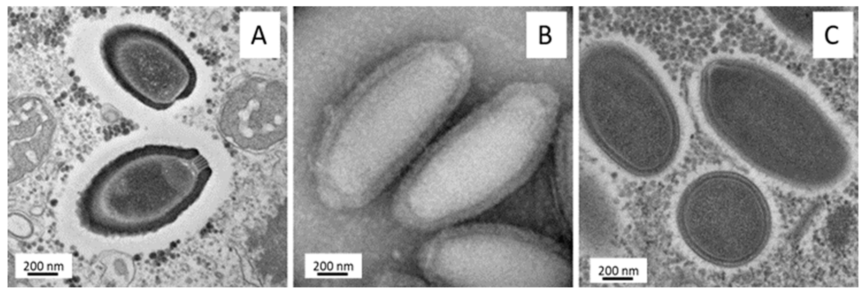 Viruses 11 00312 g005