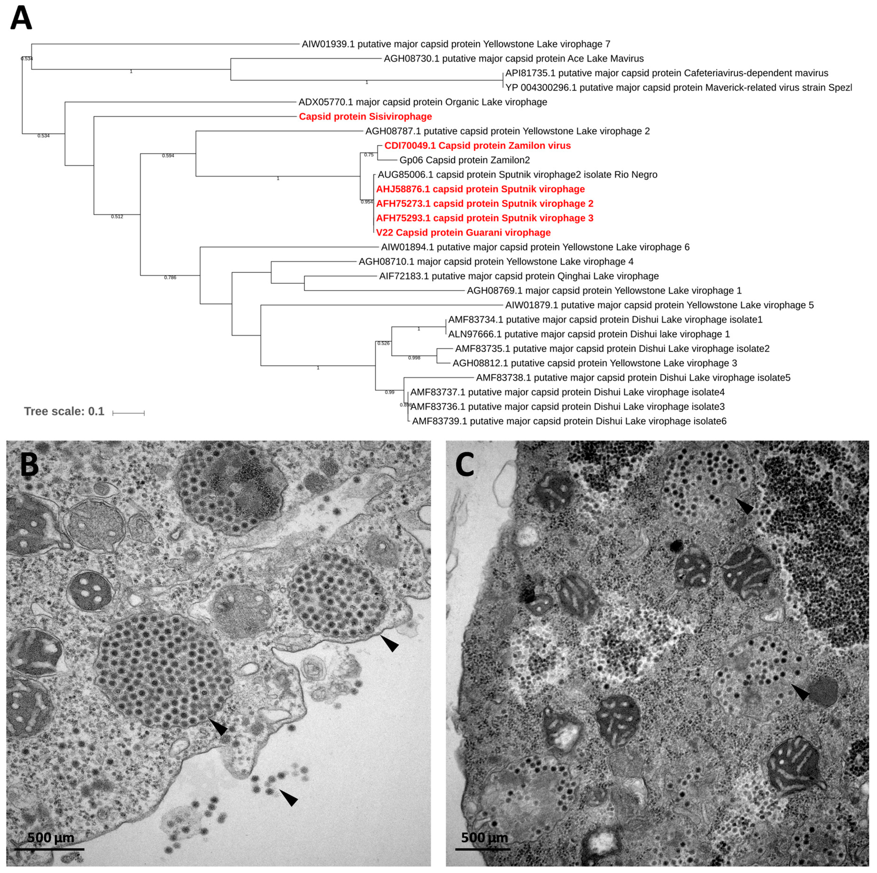 Viruses 11 00312 g006