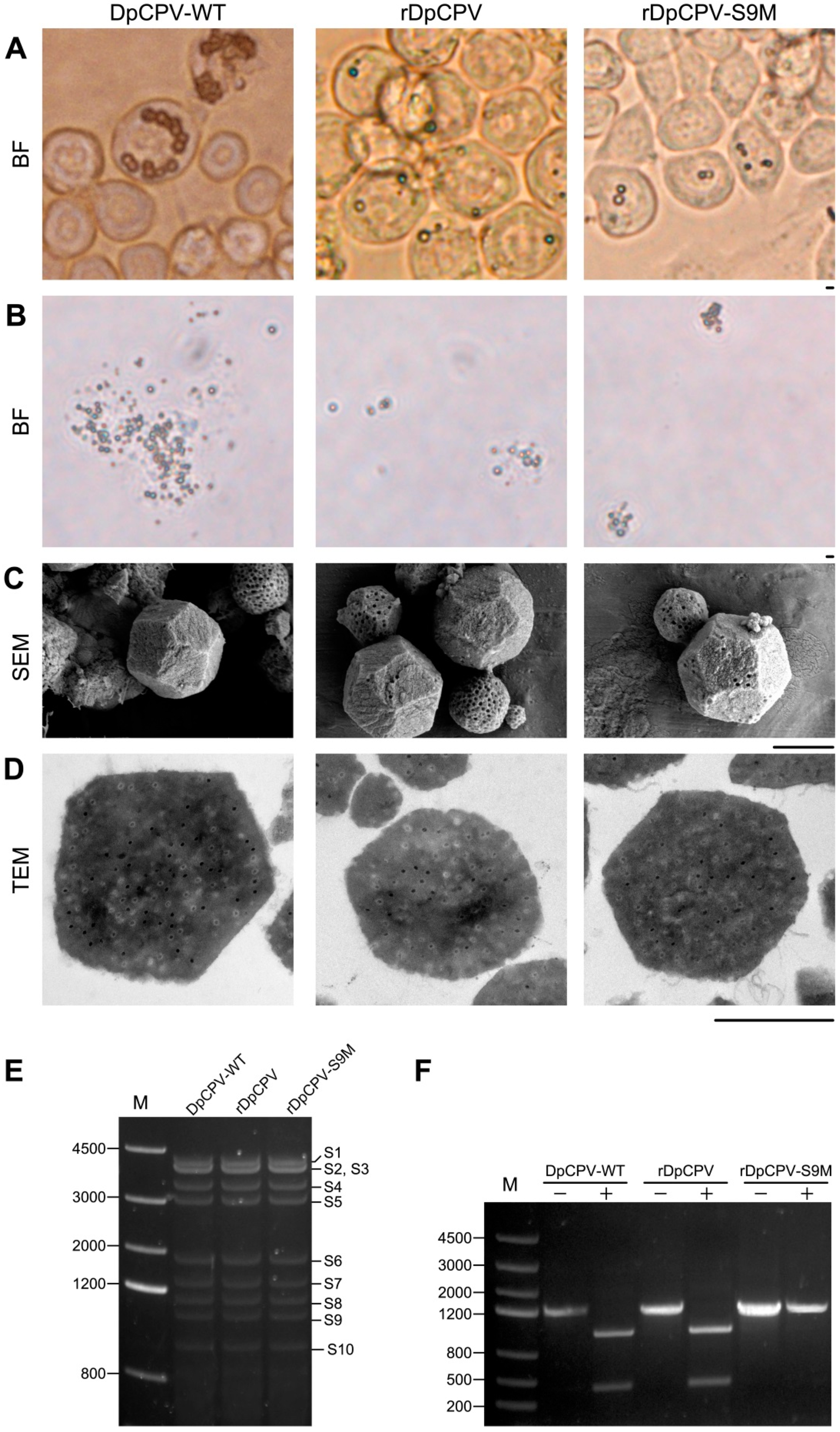 Viruses 11 00314 g004 Viruses 11 00314 g004
