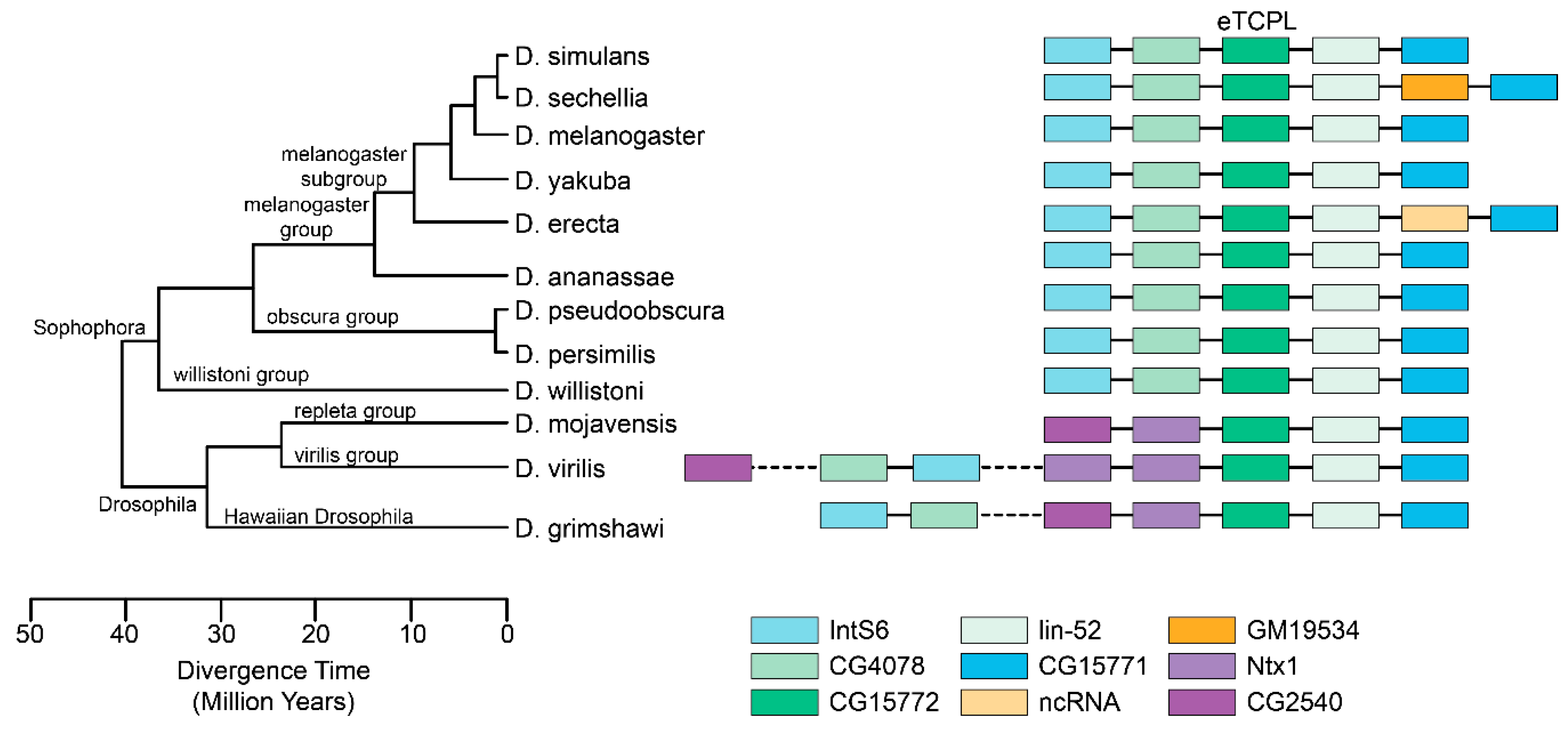 Viruses 11 00320 g004 Viruses 11 00320 g004