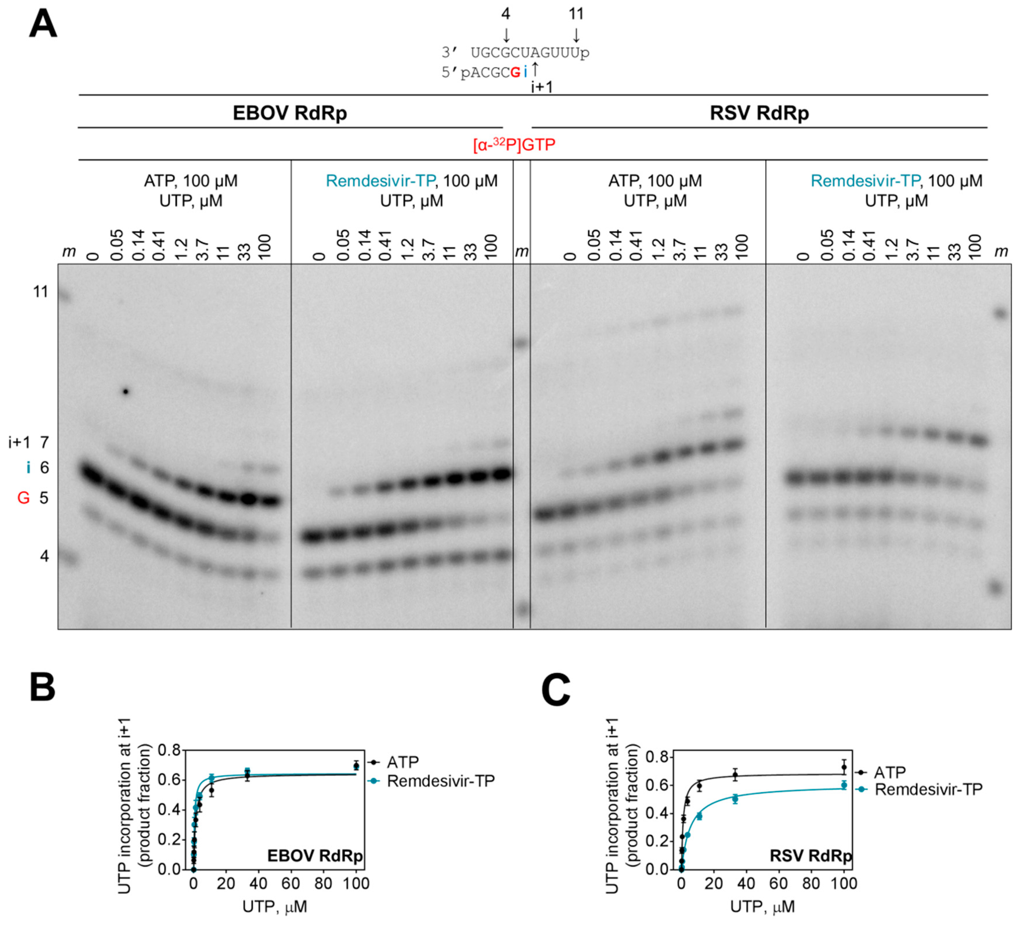 Viruses 11 00326 g004
