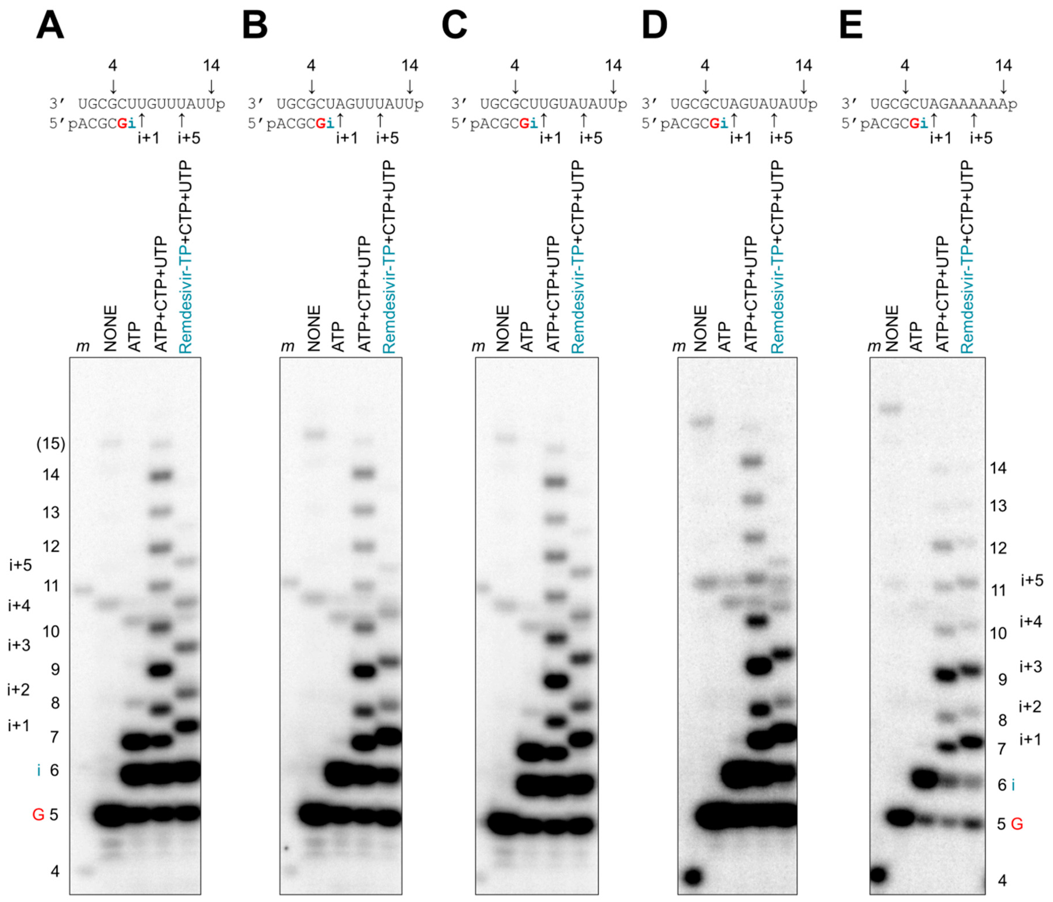 Viruses 11 00326 g005