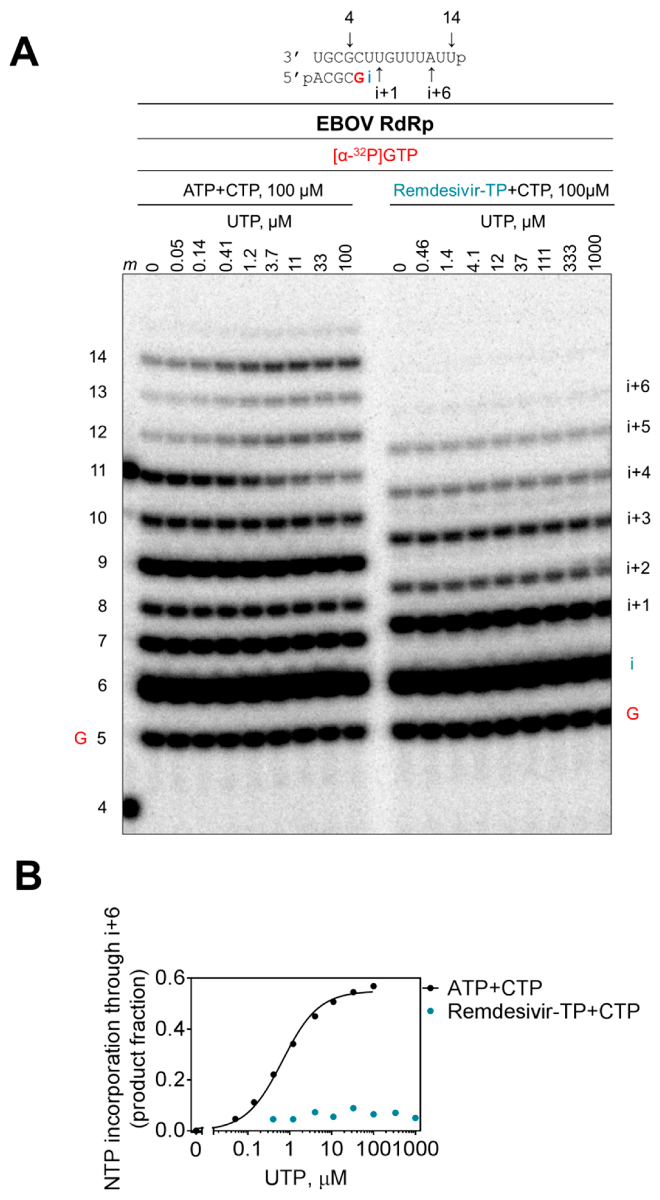 Viruses 11 00326 g006