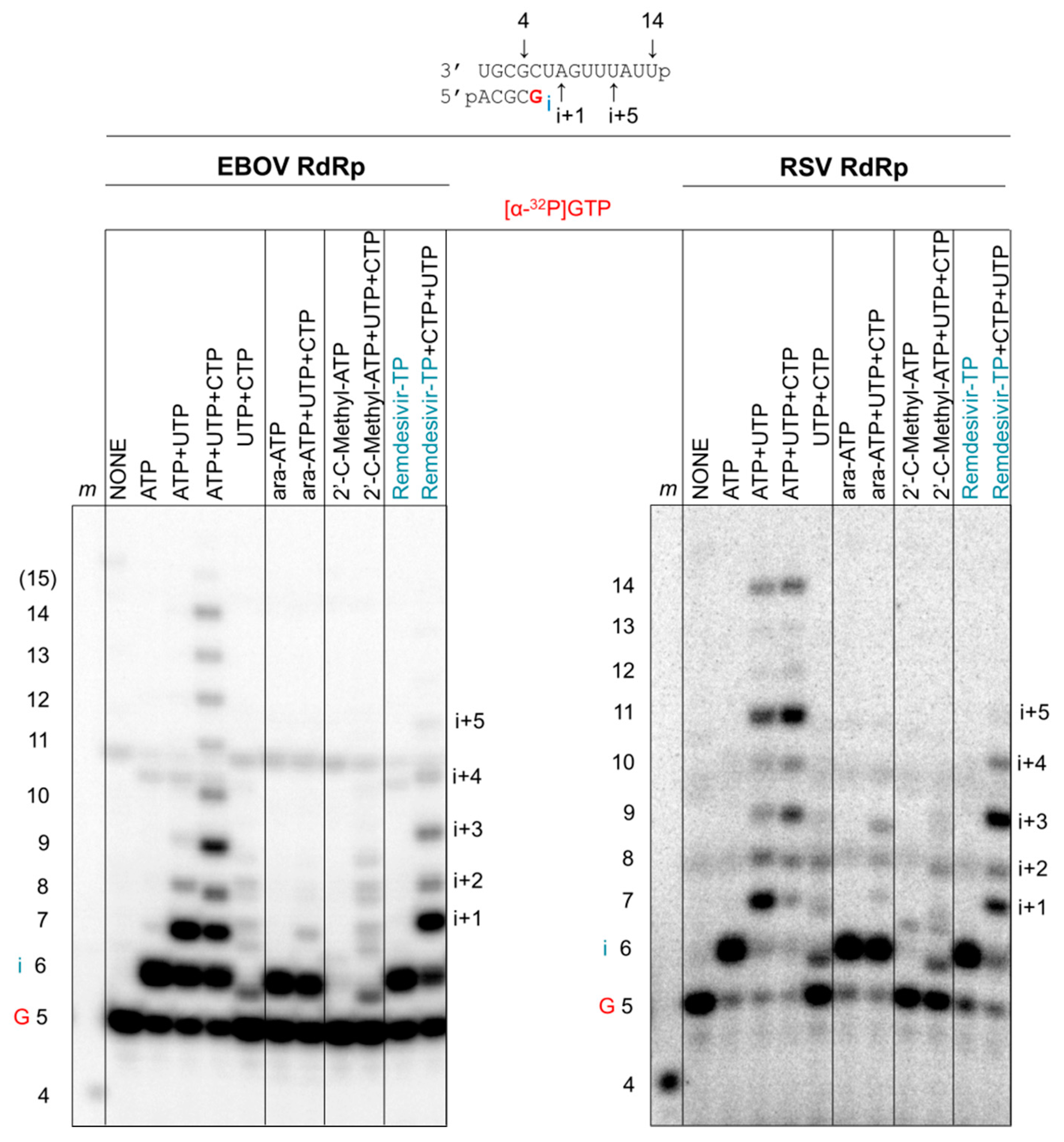 Viruses 11 00326 g007