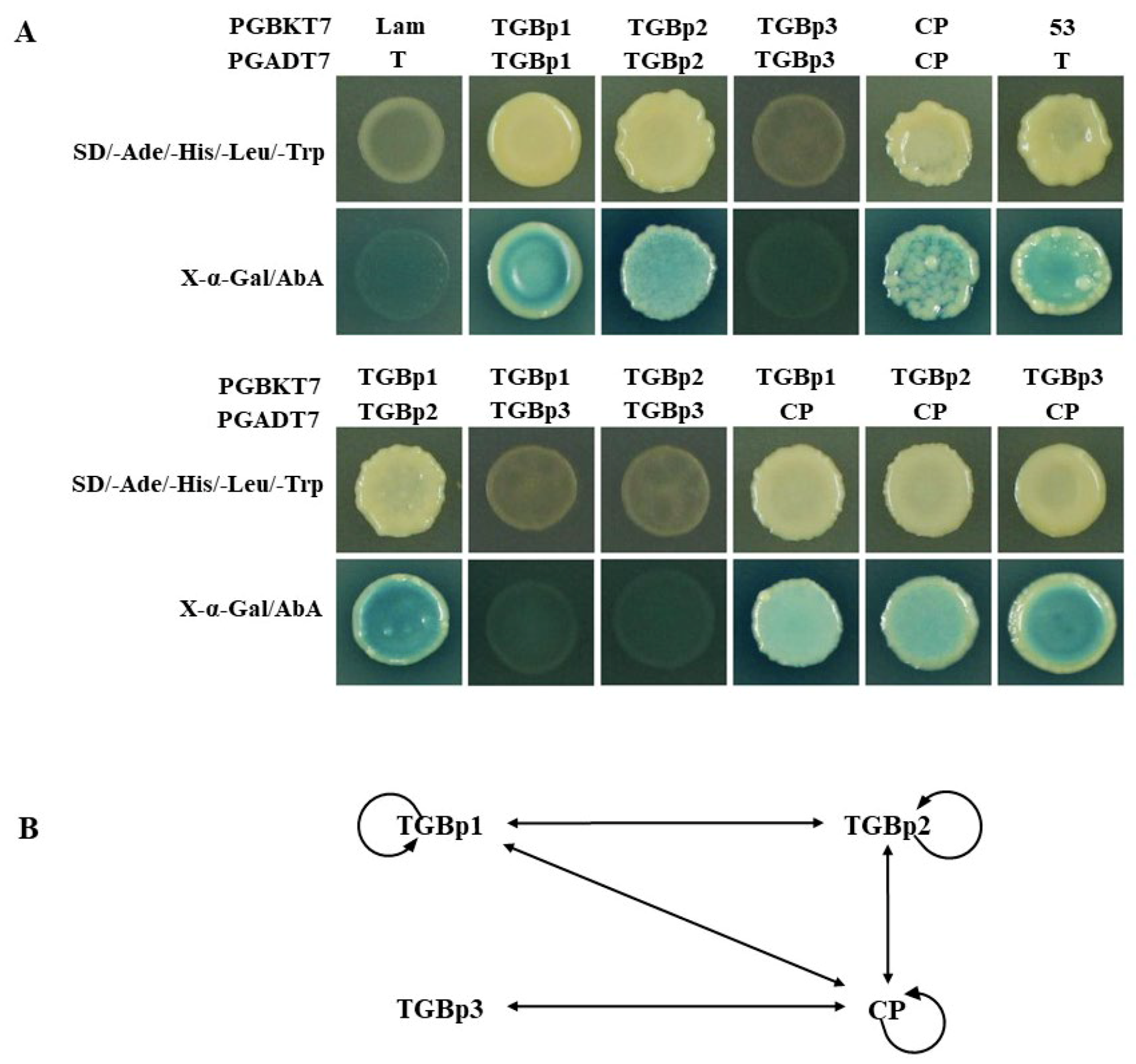Viruses 11 00329 g002