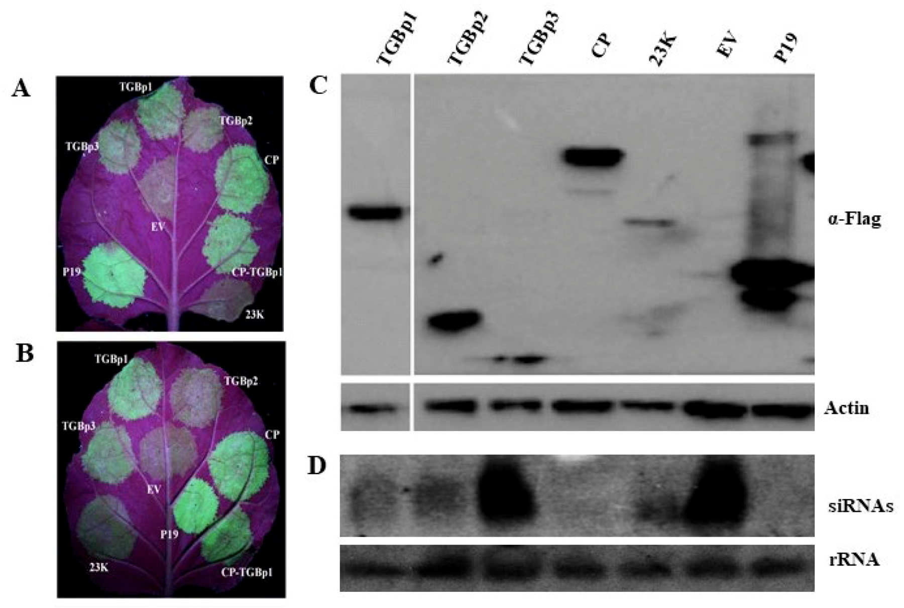 Viruses 11 00329 g007