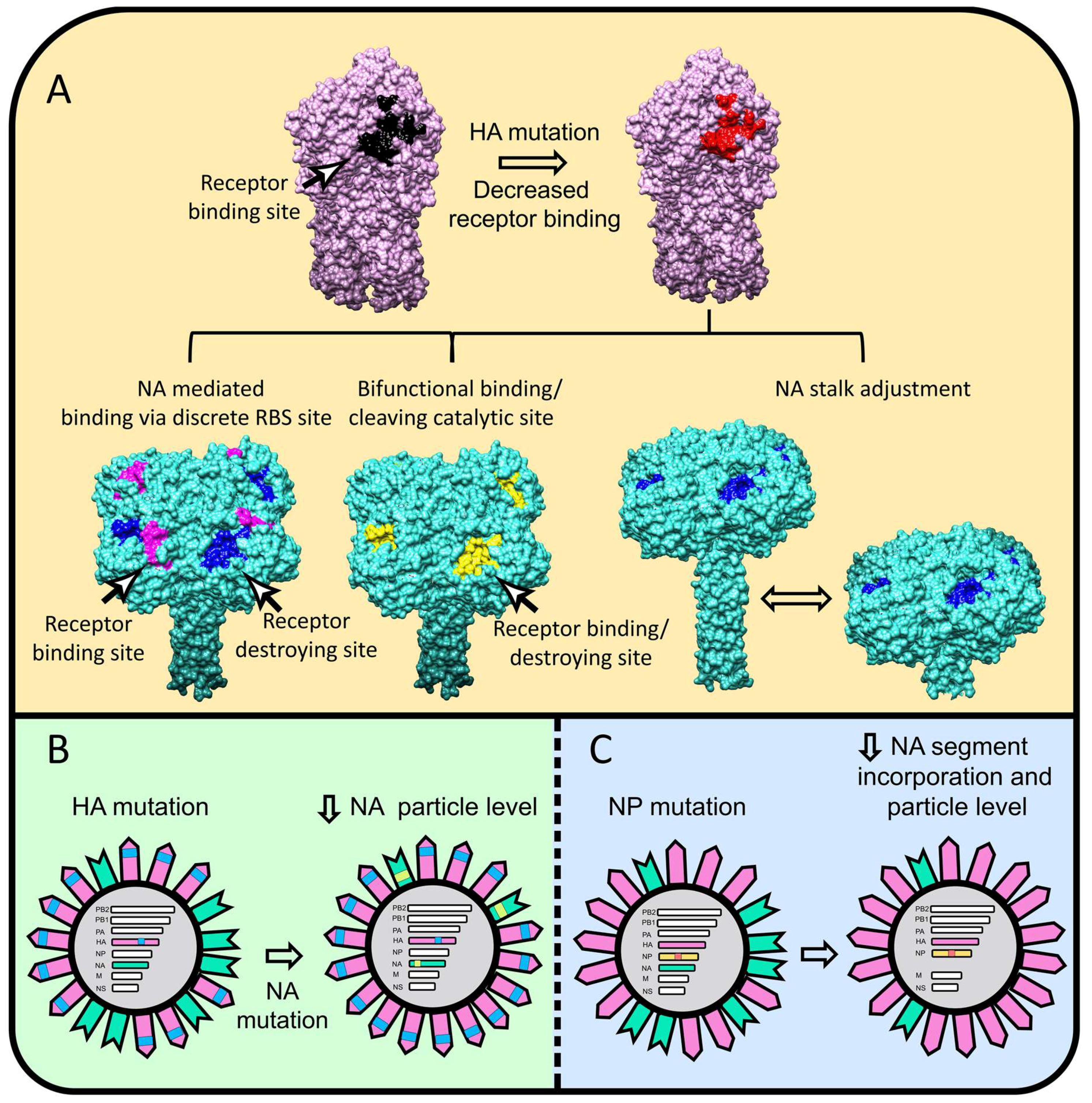 Viruses 11 00346 g001 Viruses 11 00346 g001