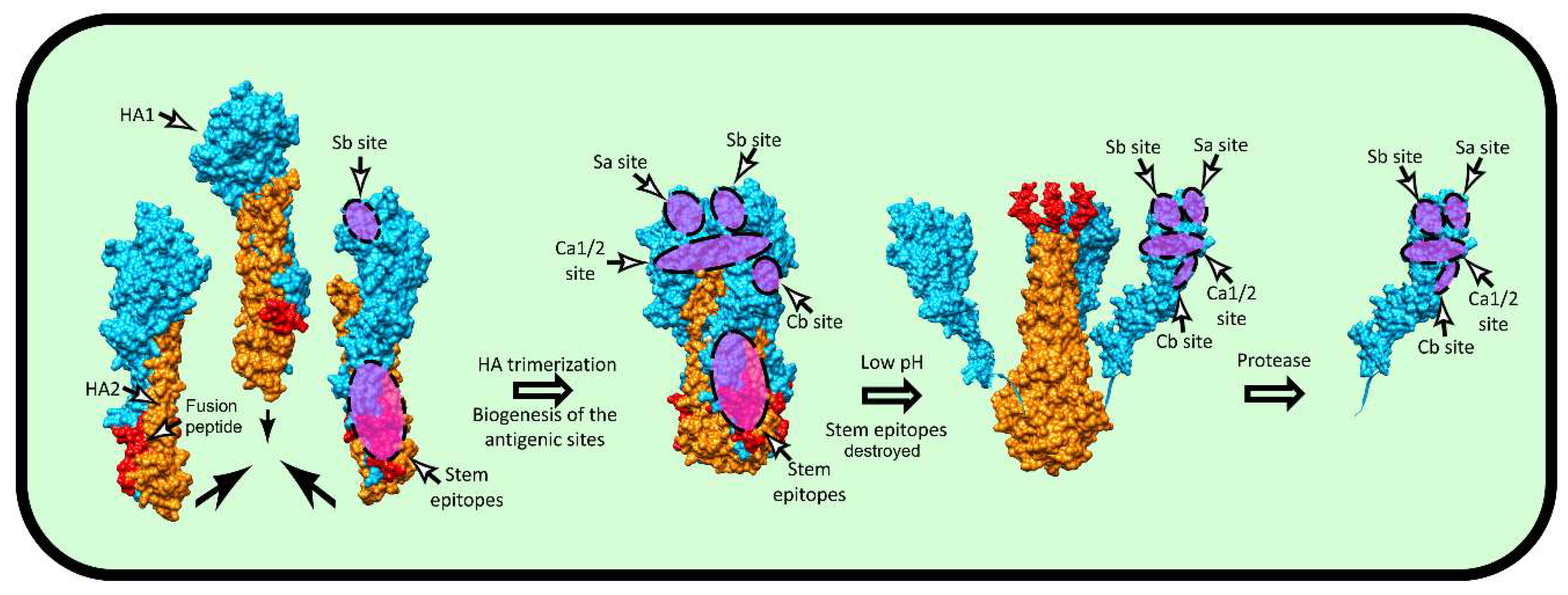 Viruses 11 00346 g004 Viruses 11 00346 g004