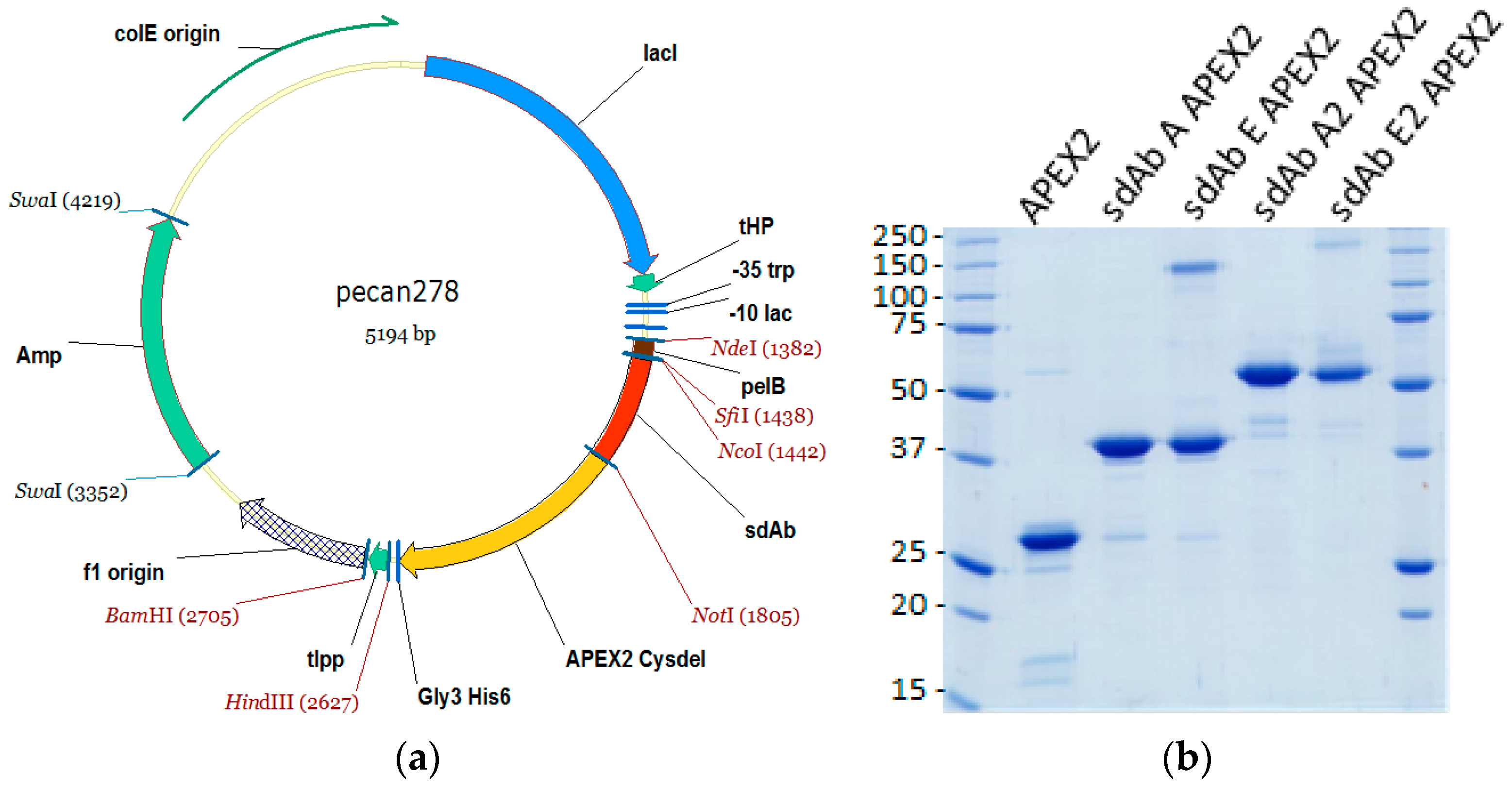 Viruses 11 00364 g001