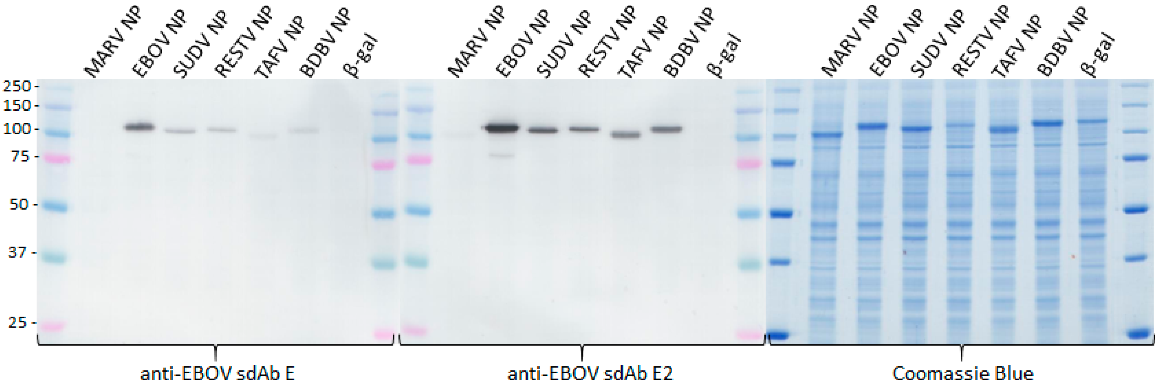 Viruses 11 00364 g004