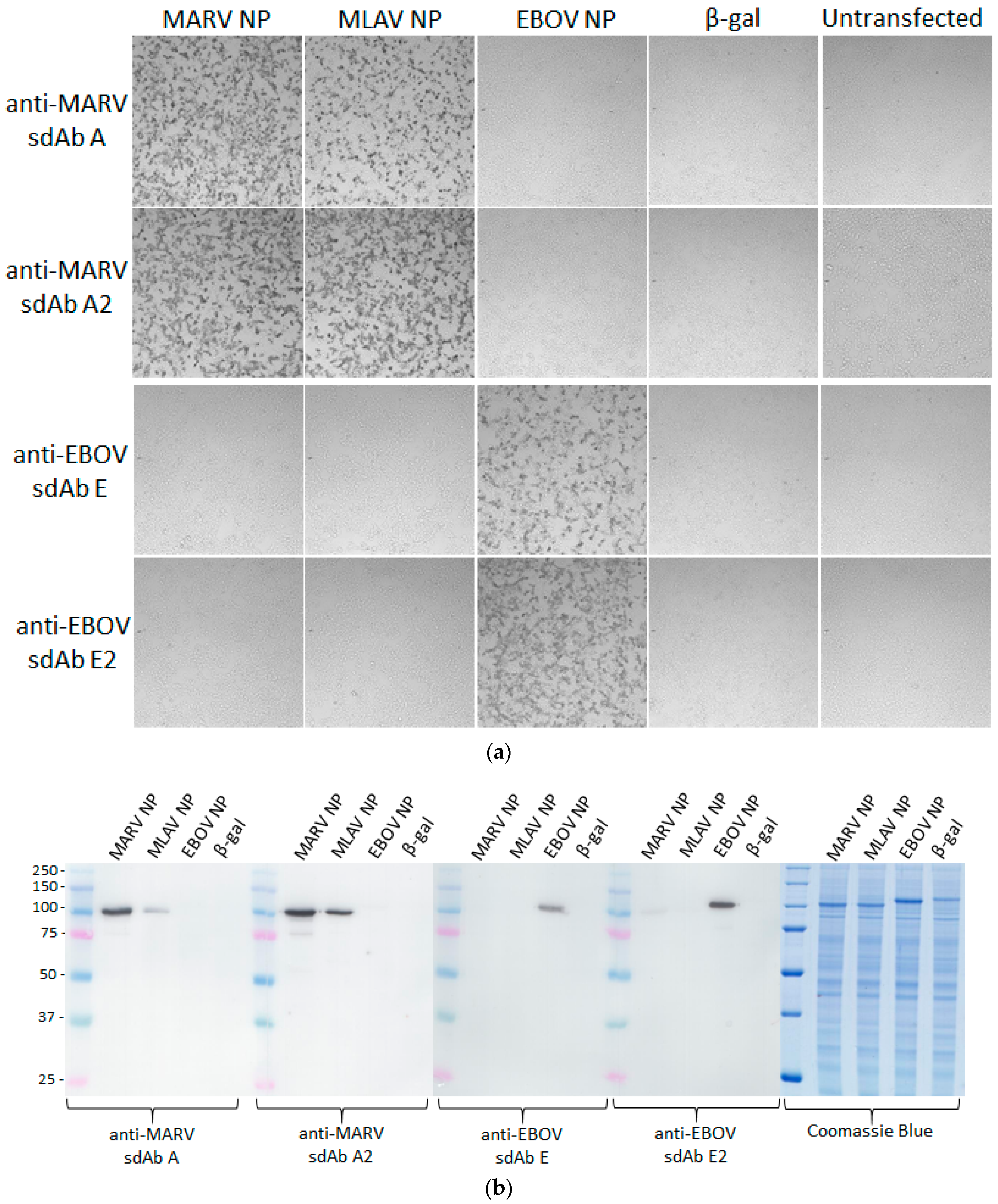 Viruses 11 00364 g006a