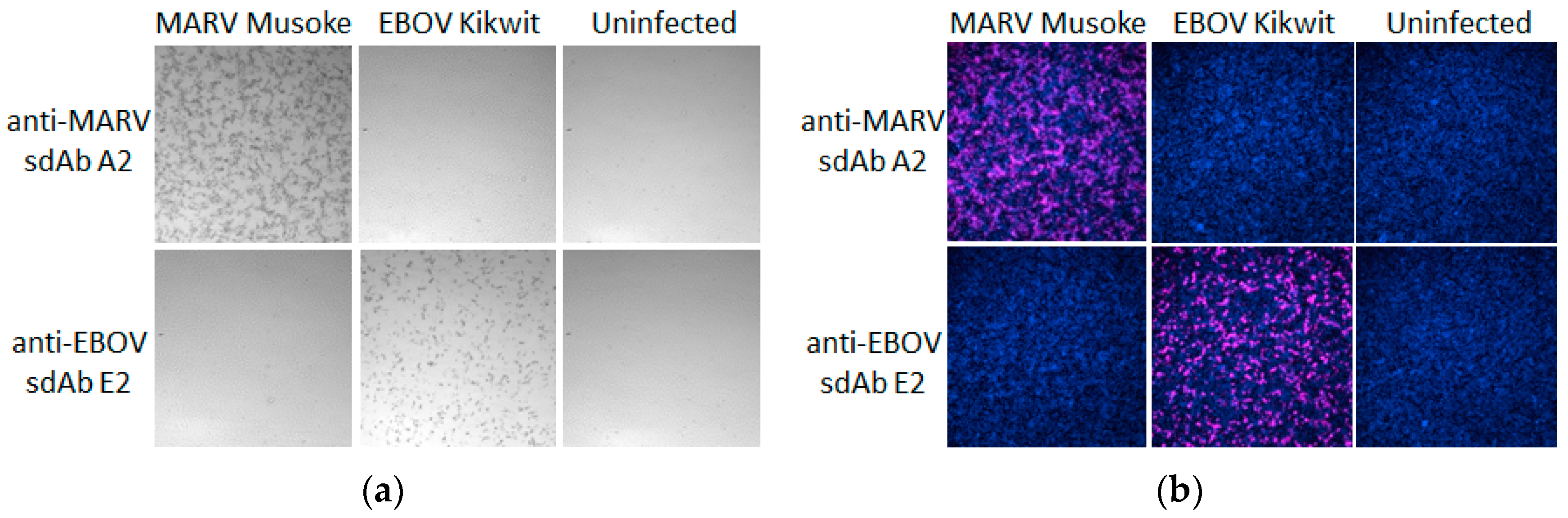Viruses 11 00364 g012