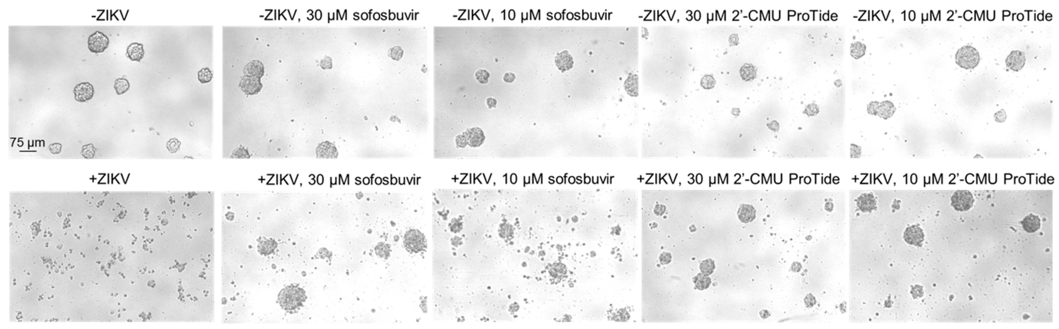 Viruses 11 00365 g002