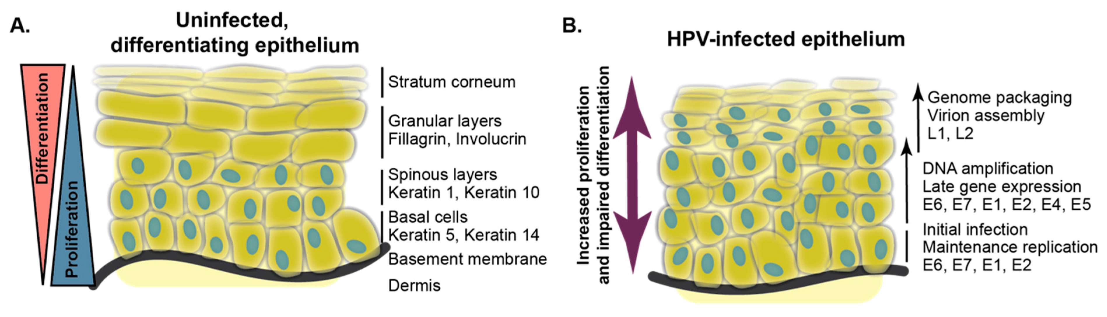 Viruses 11 00369 g001