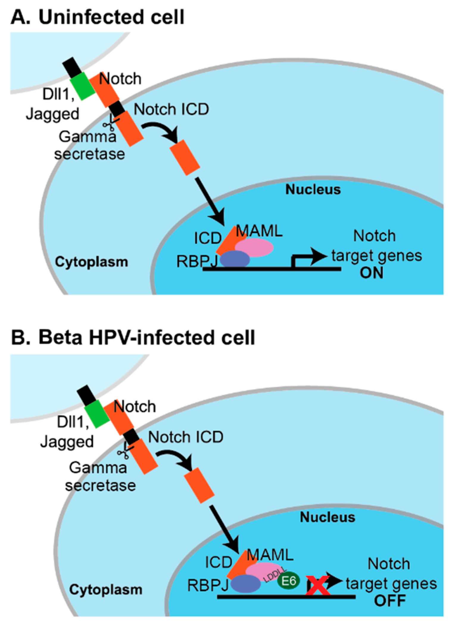 Viruses 11 00369 g002