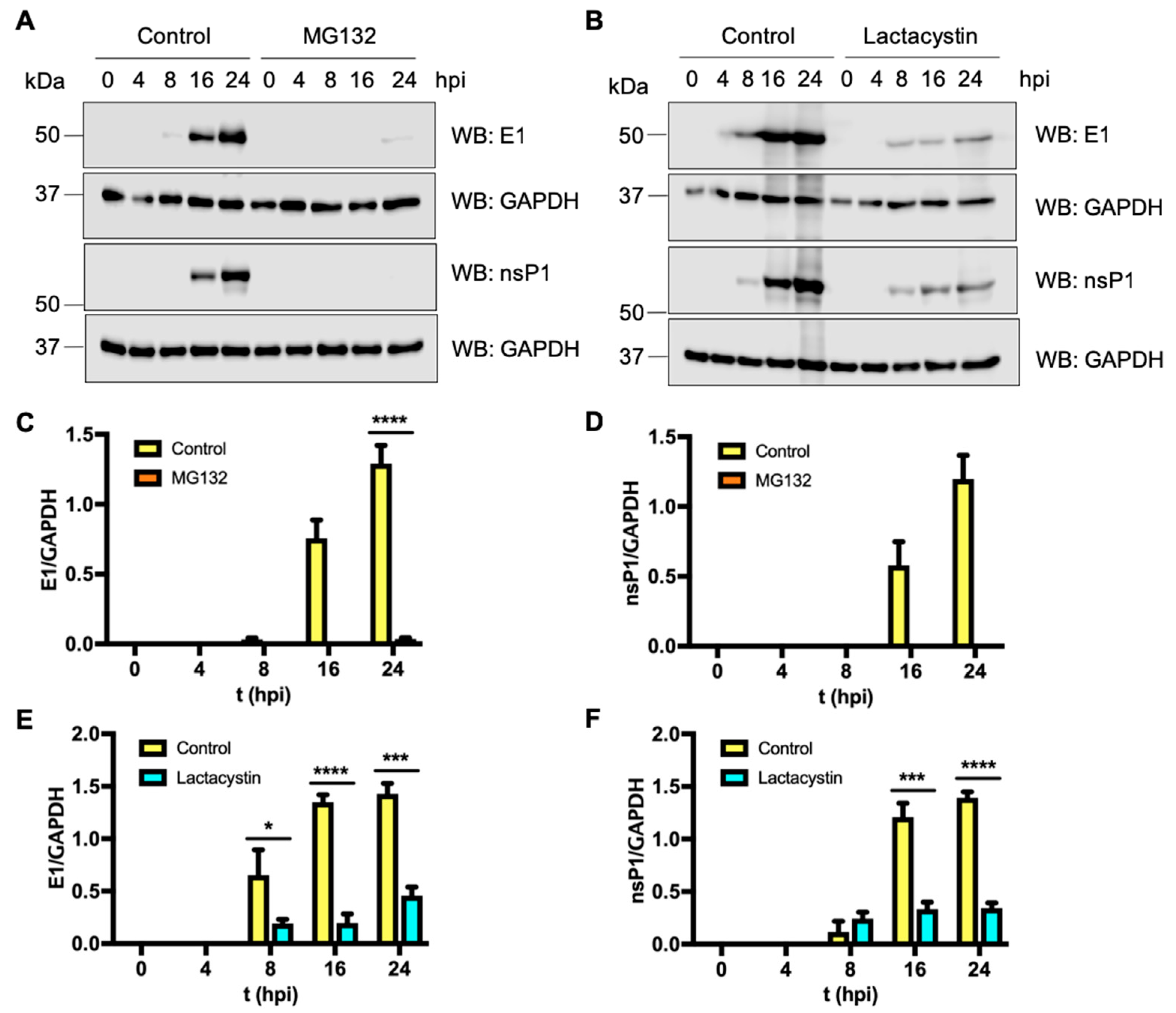 Viruses 11 00370 g005