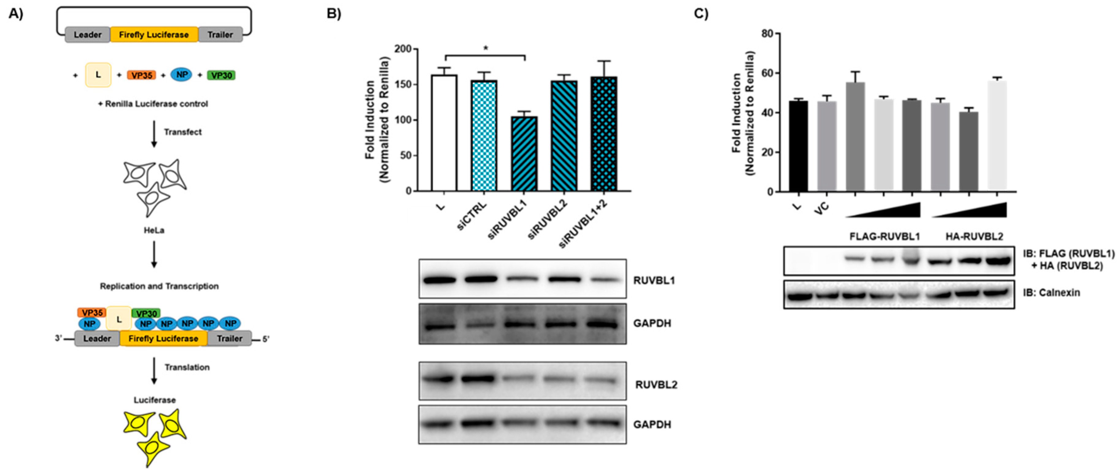 Viruses 11 00372 g004