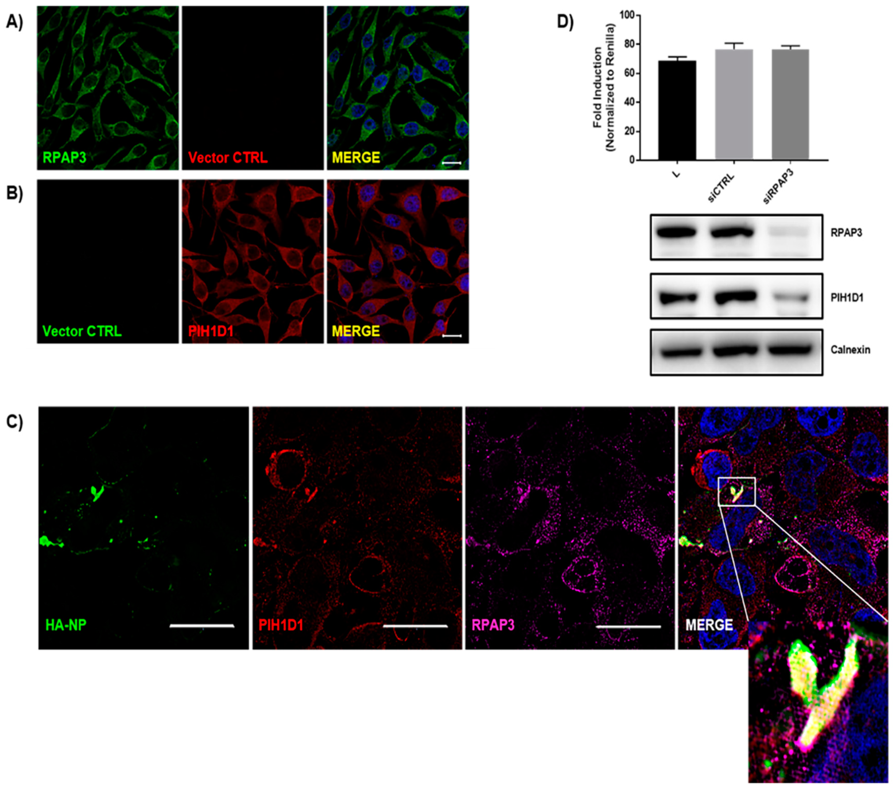 Viruses 11 00372 g005