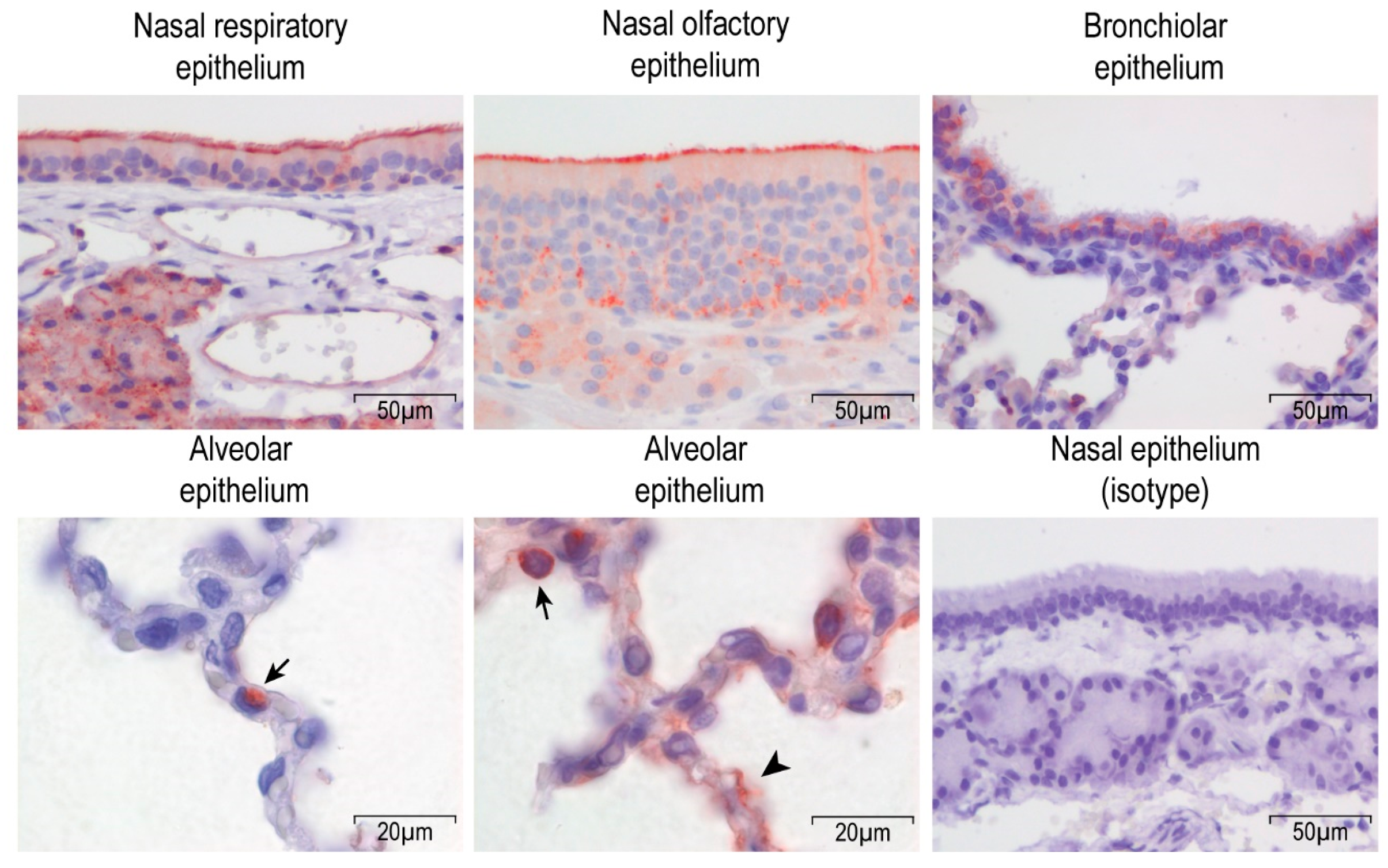 Viruses 11 00381 g001 Viruses 11 00381 g001