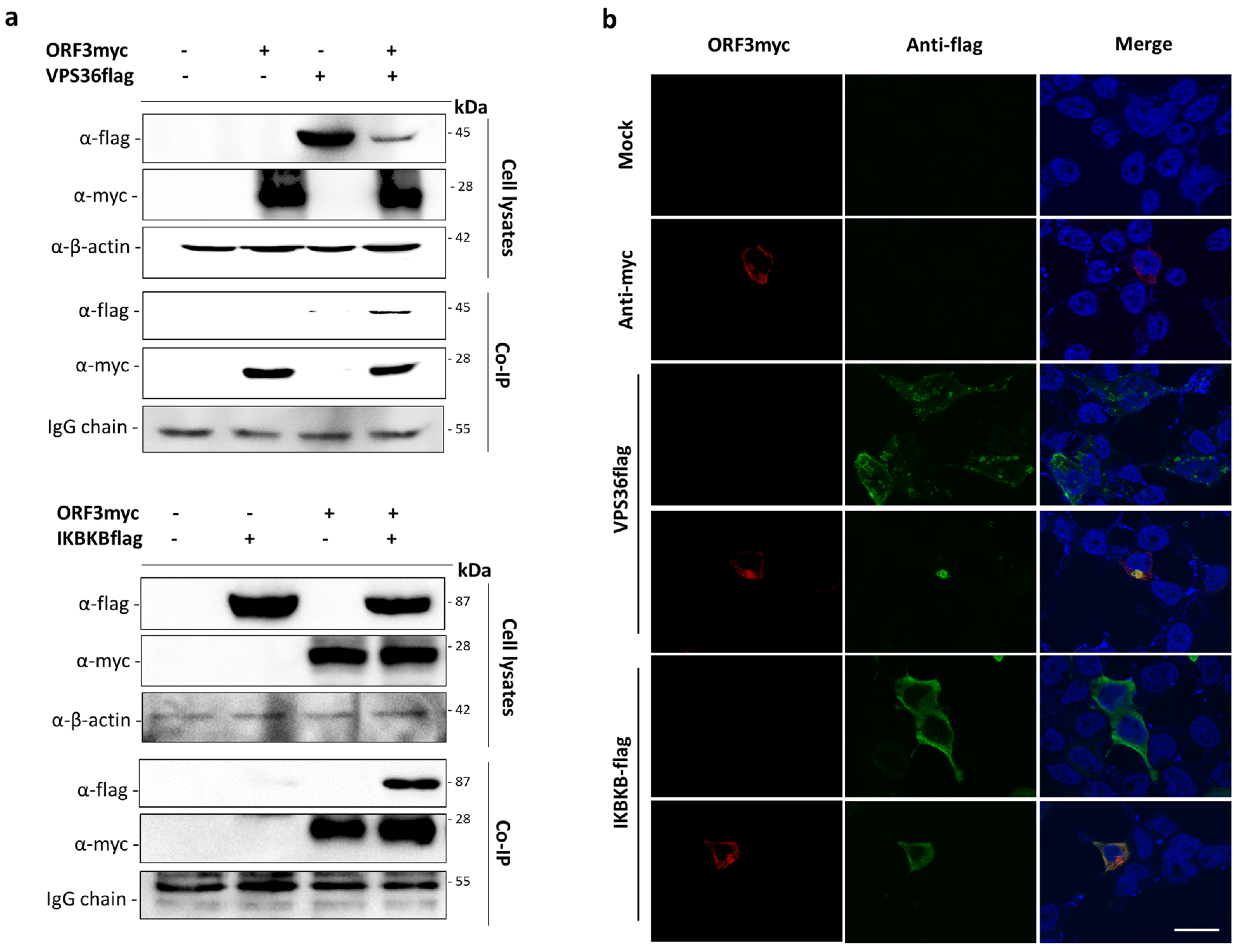 Viruses 11 00382 g003