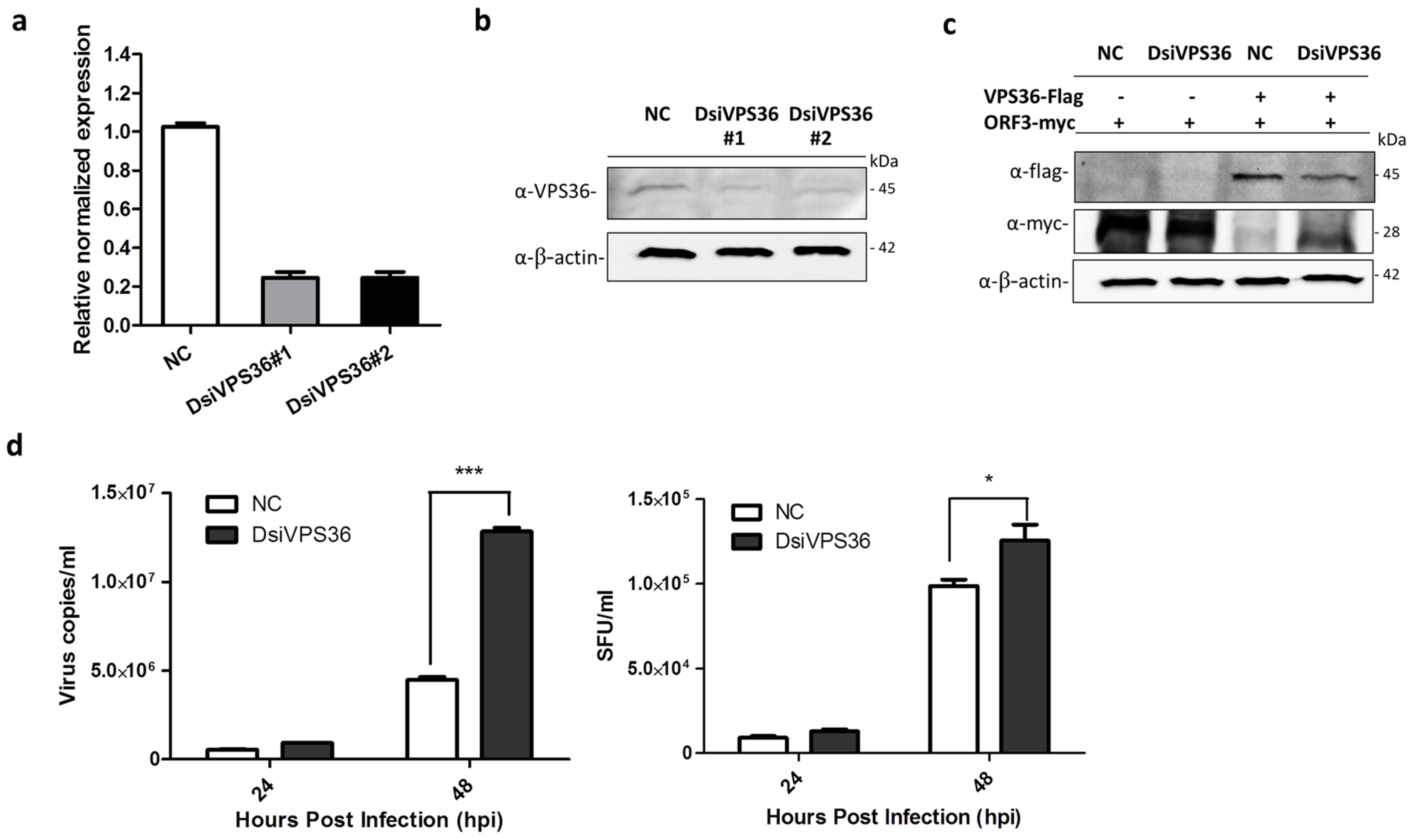 Viruses 11 00382 g006