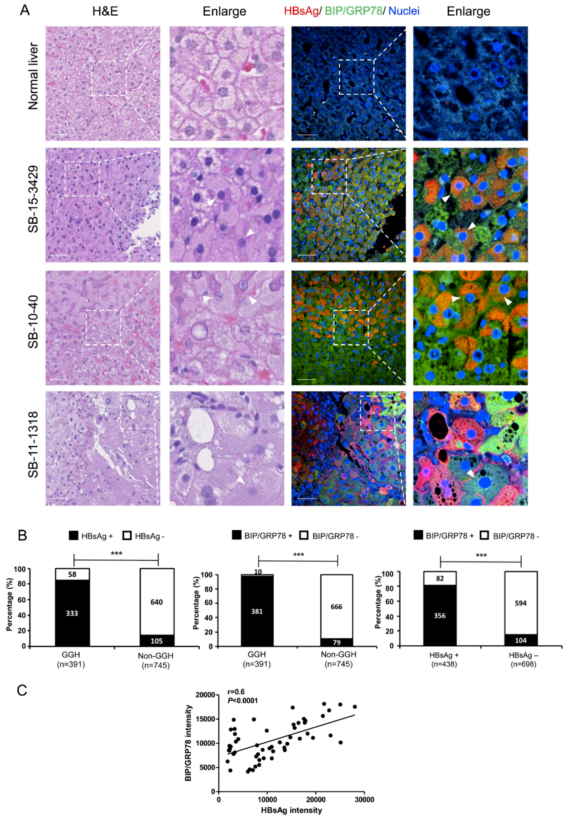 Viruses 11 00386 g005 Viruses 11 00386 g005