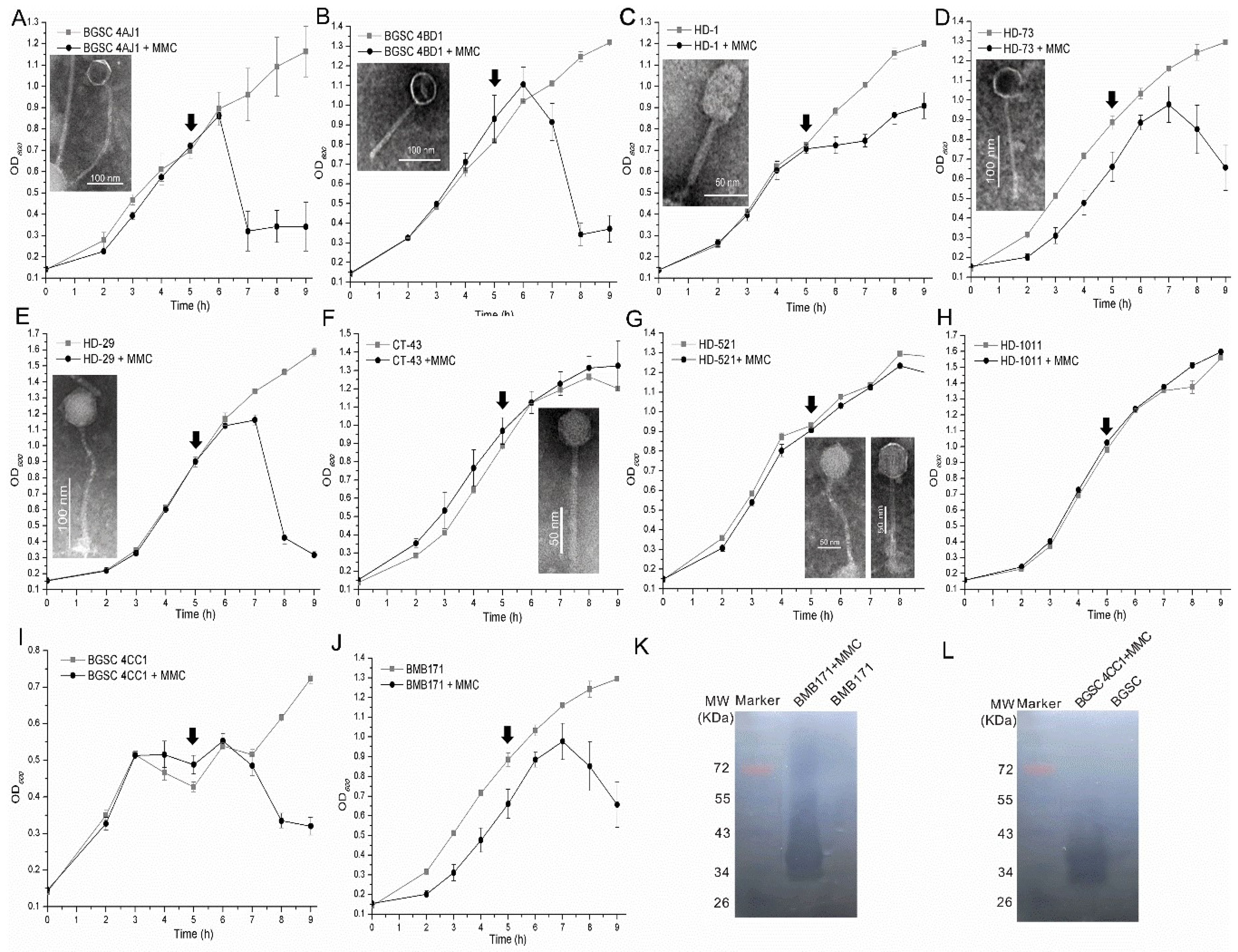 Viruses 11 00388 g006